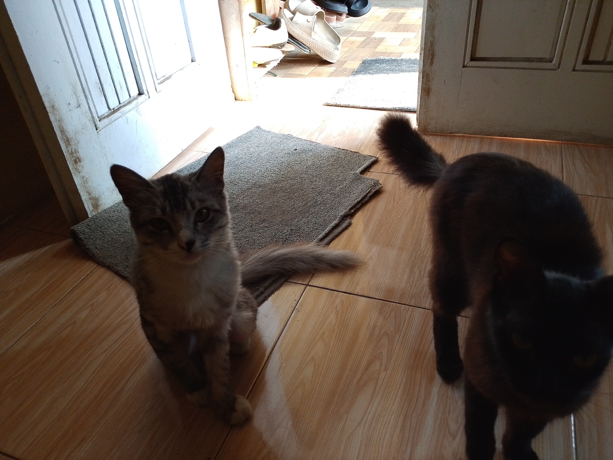 Two cats are present in the image. The cat on the left is a tabby with grey and brown stripes, sitting on a grey rug. It is looking directly at the camera. The cat on the right is a solid black cat, standing and facing away from the camera, with its tail curled up. The cats are on a tiled floor, possibly in an indoor or semi-outdoor area, with a doorway and a white door visible in the background. There are also shoes and another rug in the background. The lighting suggests it may be daytime. The location is stated to be in the city of Sukabumi, Indonesia.