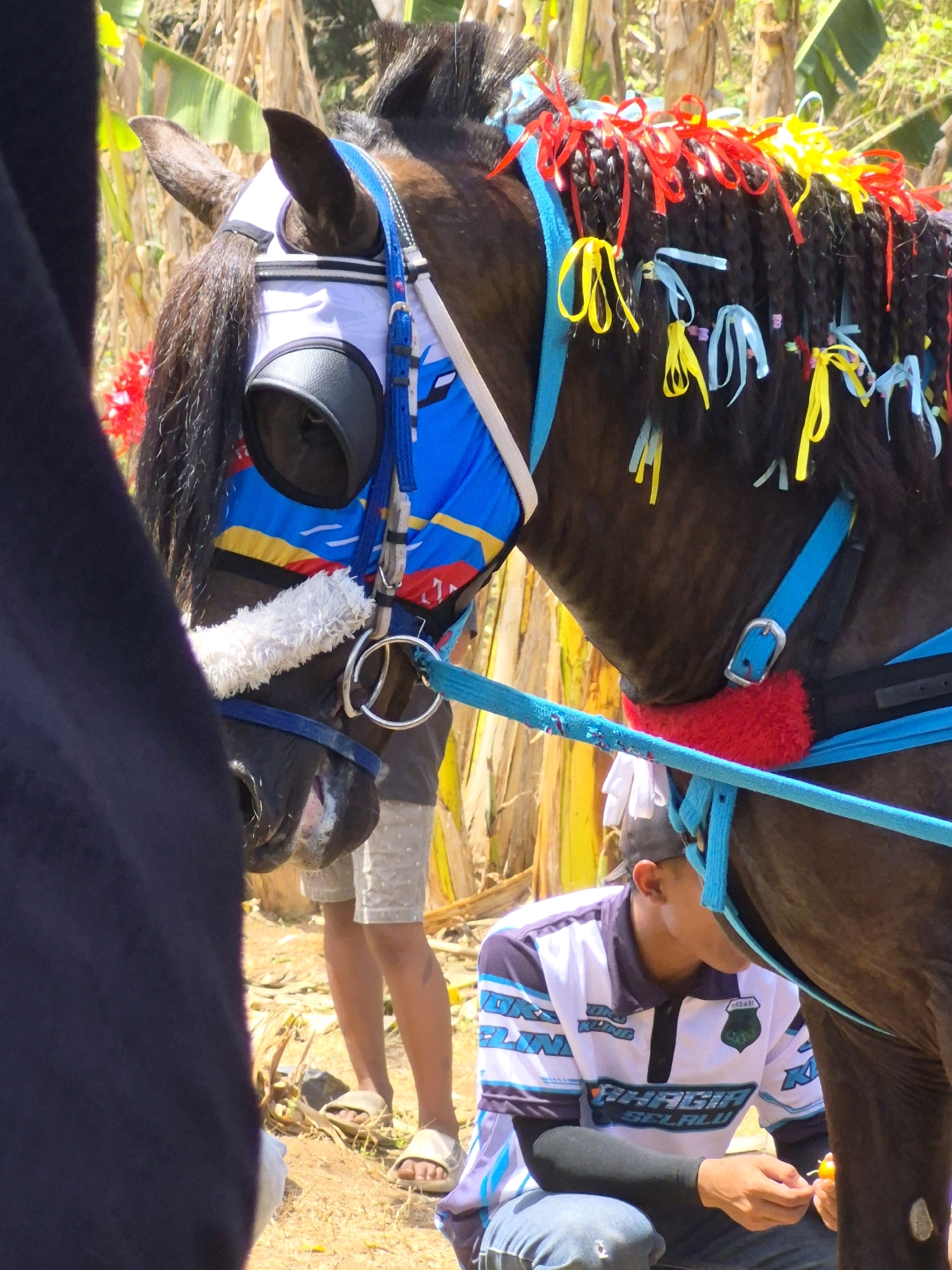 A medium shot captures a decorated horse standing outdoors in what appears to be Grantung, Indonesia. The horse's head is adorned with a colorful bridle featuring blue, white, and yellow elements, with red and yellow ribbons tied into its mane. A person wearing a white and black polo shirt with blue accents and jeans is crouched down, facing away from the camera, attending to the horse. The background consists of vegetation, likely banana trees, and dry, yellowed stalks. The ground is a mix of dirt and dried leaves. The overall scene suggests a festive or ceremonial event.