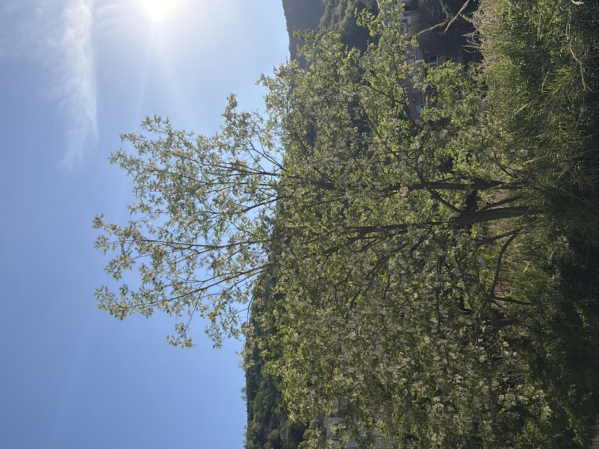 The image shows a tree in full bloom with white flowers, set against a bright blue sky and the sun shining brightly. The tree is located in what appears to be a grassy area, with a backdrop of a green hillside or mountain, possibly near Budva, Montenegro, as suggested by the prompt. The branches extend across the frame, with some reaching towards the sky. Part of a building is visible amongst the vegetation. The lighting is bright and sunny.