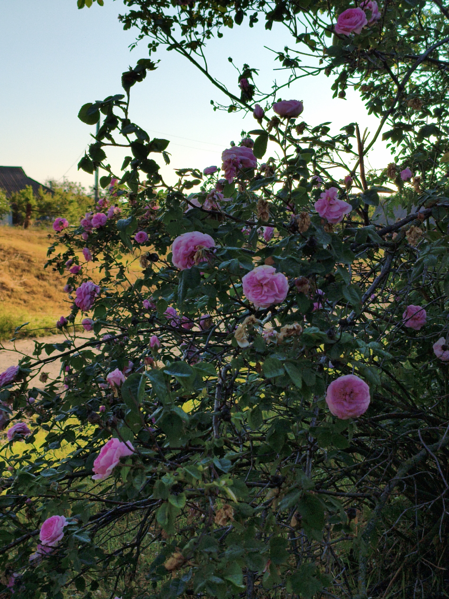An outdoor, low-angle, full shot captures a dense, thorny rose bush with numerous pink roses and green leaves. The rose bush is the primary subject, filling most of the frame. The flowers vary in bloom, with some fully open and others still budding. The thorny branches are visible throughout the bush. In the background, a yellow-brown grassy slope is seen on the left side, with a house and trees further back. The sky above is clear and light blue. The setting appears to be a rural area, possibly the village of Ustyvytsia, Ukraine, given the architecture of the house and the natural landscape. The lighting suggests it is either early morning or late afternoon. There are no people or animals visible in the image, and no actions or interactions are depicted. The overall impression is a natural, somewhat overgrown garden scene.