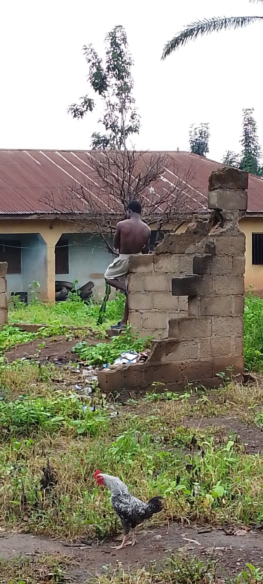 A shirtless young Black male is seated on a crumbling brick wall in a debris-strewn yard. He is facing away from the camera and is wearing a light-colored cloth around his waist. A partially destroyed building with a corrugated iron roof stands behind him. In the foreground, a rooster with black, white, and gray speckled plumage is walking on the dirt and grass. The scene appears to be in an outdoor, possibly rural or neglected, area.