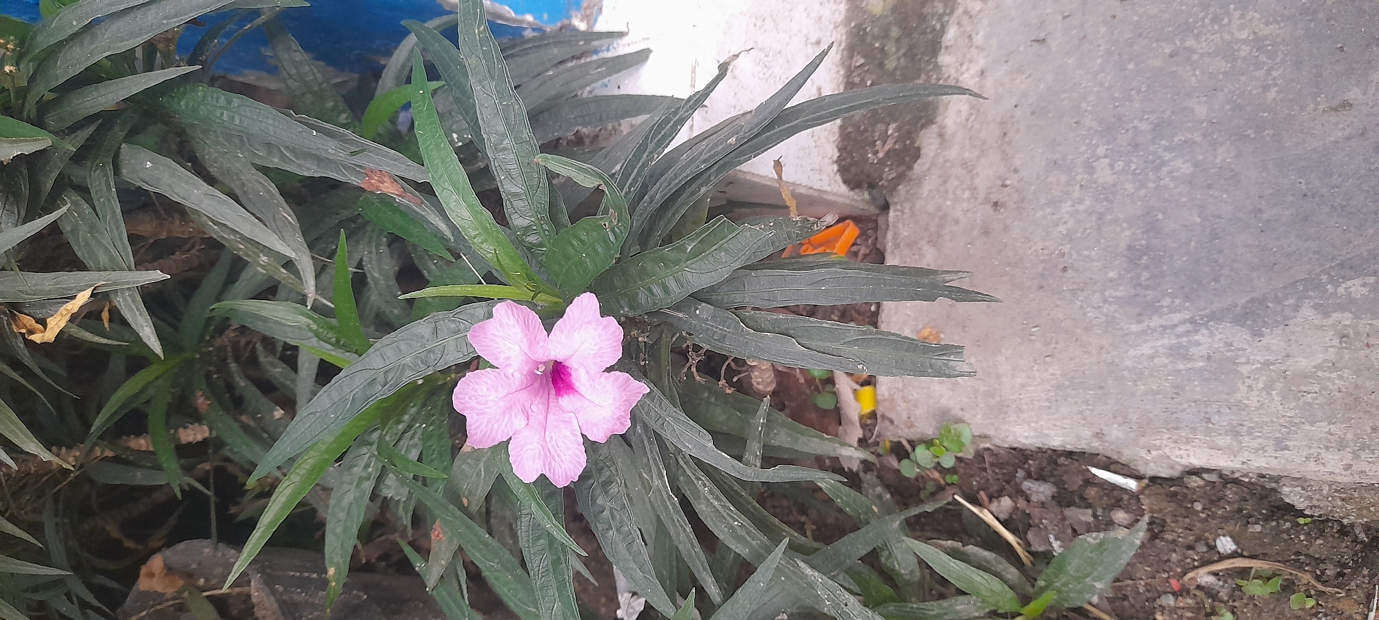 The image shows a pink Ruellia simplex flower in the city of Buketteukuh, Indonesia. The flower is the primary subject and is centrally located in the image. It has five petals and a dark pink center. The flower is surrounded by green, lance-shaped leaves. The leaves have prominent veins and appear to be somewhat rough in texture. The plant is growing near a concrete surface. There is soil and other organic matter visible around the base of the plant. The lighting appears to be diffused. The overall scene is of a plant growing in an urban or semi-urban environment.