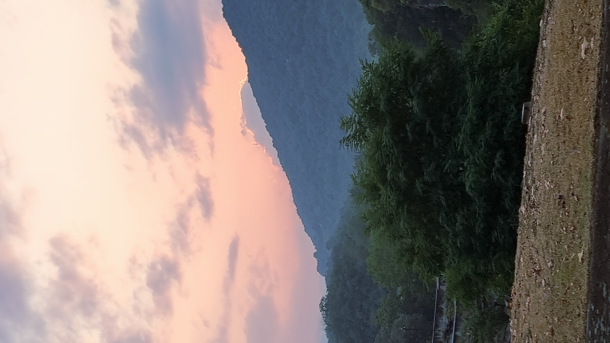 This is a landscape photograph taken from a low vantage point, looking up towards a hazy, mountainous horizon. The sky is a soft gradient of pale pink and yellow near the horizon, transitioning to a lighter shade of pink with scattered grey and lavender clouds towards the top of the frame. A mountain range, covered in dense, dark green foliage, dominates the mid-ground and background. The peak of the largest mountain is partially obscured by a bright white cloud formation. In the foreground, there is a patch of dry, brown grass with scattered fallen leaves. A large, dark green leafy bush is prominent in the center of the foreground. To the left of the bush, a dark, linear structure with a lighter, textured surface is visible, possibly a wall or a building facade, partially obscured by vegetation. The overall impression is of a serene, natural landscape at either dawn or dusk, with the hazy atmosphere creating a soft, diffused light. There are no people or animals visible in the image.
