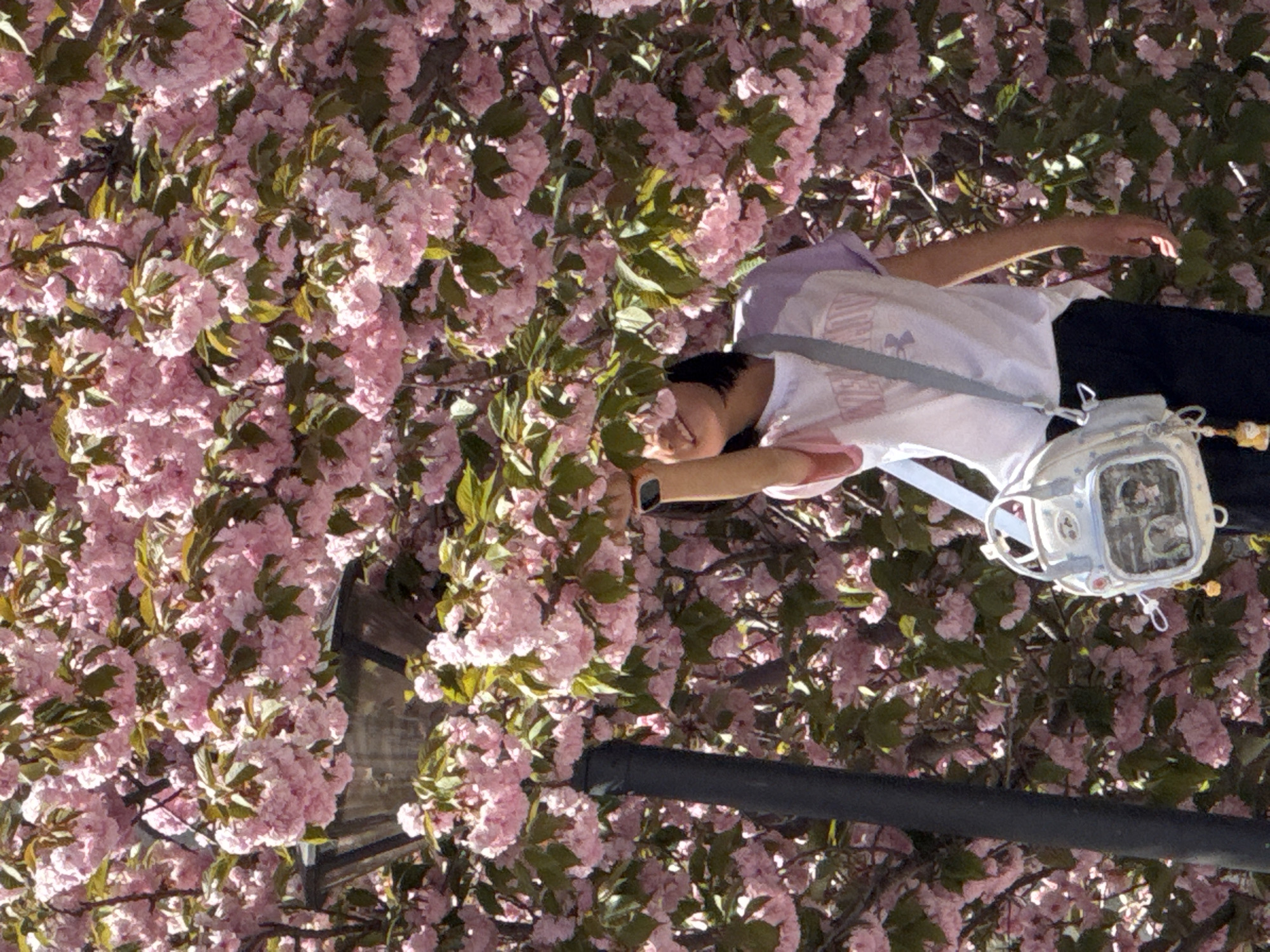 This image captures a vibrant outdoor scene, heavily dominated by a dense canopy of pink cherry blossoms or similar flowering trees, set in Zhongtun, China. The photograph appears to be rotated 90 degrees clockwise, presenting the subject horizontally, but will be described as if upright.
The primary subject is a person, likely a young individual, standing amidst or beneath the abundant pink flowers. They are wearing a white short-sleeved t-shirt with a faint, unidentifiable logo or text on the front, and dark-colored pants. A light gray strap of a shoulder bag crosses their chest, with the white or light-colored bag featuring a subtle pattern visible near their right hip. A smartwatch is worn on their left wrist. The person's head is slightly tilted, and they appear to be looking up or into the flowers, with part of their face and dark hair visible. Their right arm is extended upwards (when oriented correctly), reaching towards the blossoms.
The activity suggests the person is enjoying the spring bloom, possibly posing for a picture, or simply appreciating the beauty of the flowering trees.
Notable details include the brilliant natural lighting, indicating a clear, sunny daytime. The sheer volume of pink flowers with interspersed green leaves creates a lush, natural backdrop. A dark, thick pole or structure is visible in the lower foreground, partially obscured by the foliage, hinting at an urban or park setting. Through the dense blossoms, parts of a background structure or building can be faintly seen. The overall impression is one of spring's beauty and a serene moment. No distinct text is clearly legible on the person's attire or surroundings.