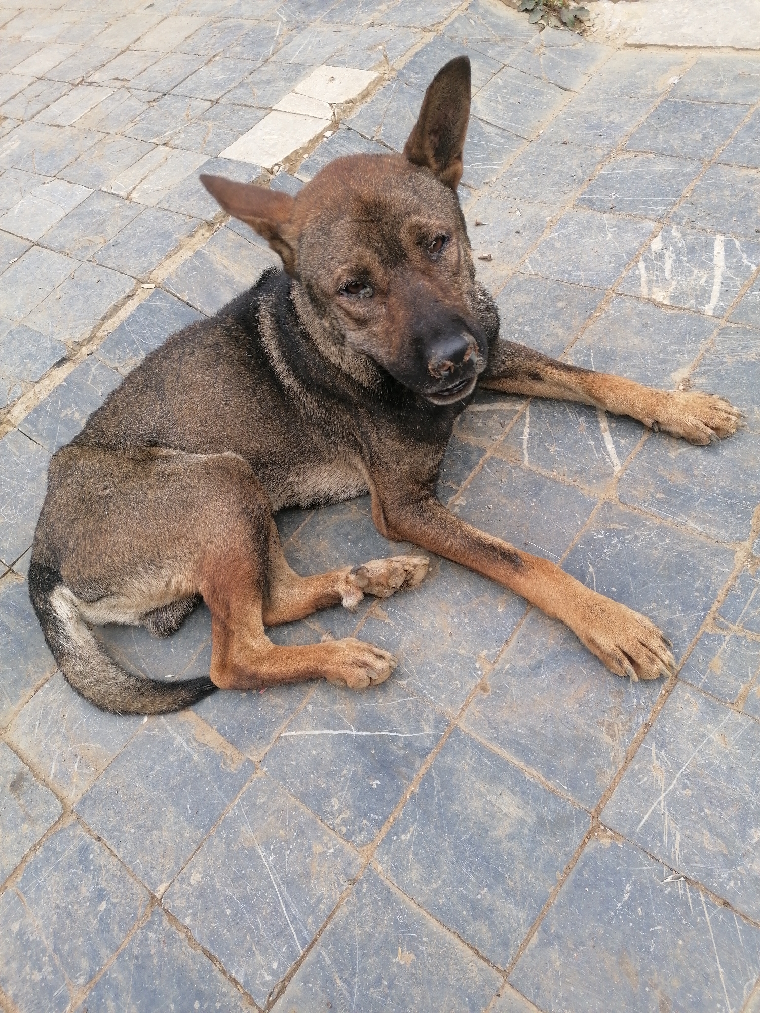 An eye-level shot captures a medium-sized dog lying on a paved surface outdoors in Sa Pa Ward, Vietnam. The dog has short, mixed-color fur, predominantly dark brown on its back and head, fading to lighter brown and tan on its underbelly, legs, and tail. Its pointed, erect ears and dark snout are prominent. The dog is resting with its front legs extended and its hind legs tucked beneath it, looking directly towards the viewer with a seemingly calm or slightly weary expression. Its eyes appear a bit watery or sleepy. The ground beneath the dog is covered in irregular grey or dark grey square tiles, which show signs of wear, dirt, and cracks in the grout lines. The lighting suggests it is daytime. No people or text are visible in the image.