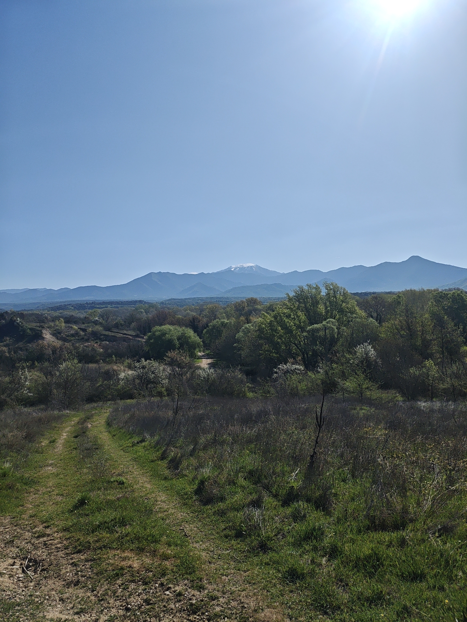 The photograph captures a landscape scene under a clear blue sky with the sun shining brightly. The foreground features a dirt path covered in green grass, leading into a field of tall grass and sparse vegetation. In the midground, a dense area of trees and shrubs extends across the scene, with patches of green foliage indicating springtime. A mountain range is visible in the background, its peaks capped with snow. The location is not discernible from the image.
