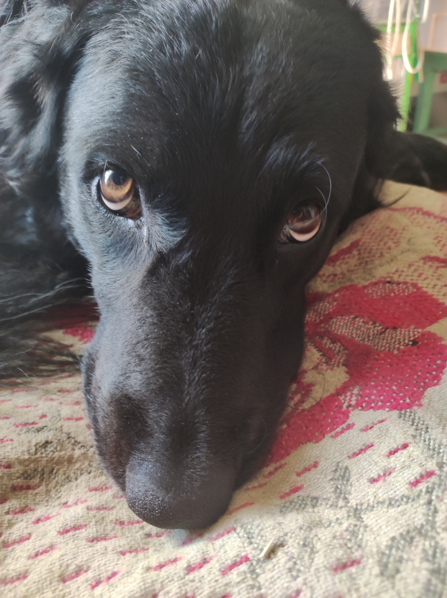 A close-up, eye-level shot shows the face of a black dog lying on a patterned blanket in Koshchiivka, Ukraine. The dog's head is positioned in the foreground, with its eyes looking directly at the camera. Its fur is black and appears somewhat fluffy around the edges of its face. The dog's eyes are a warm brown color, with visible reflections from the surrounding light. The blanket beneath the dog is light beige with a repeating pattern of pink floral shapes and thin red lines. The background is blurred, showing hints of indoor furniture and greenery, suggesting the dog is inside a building.