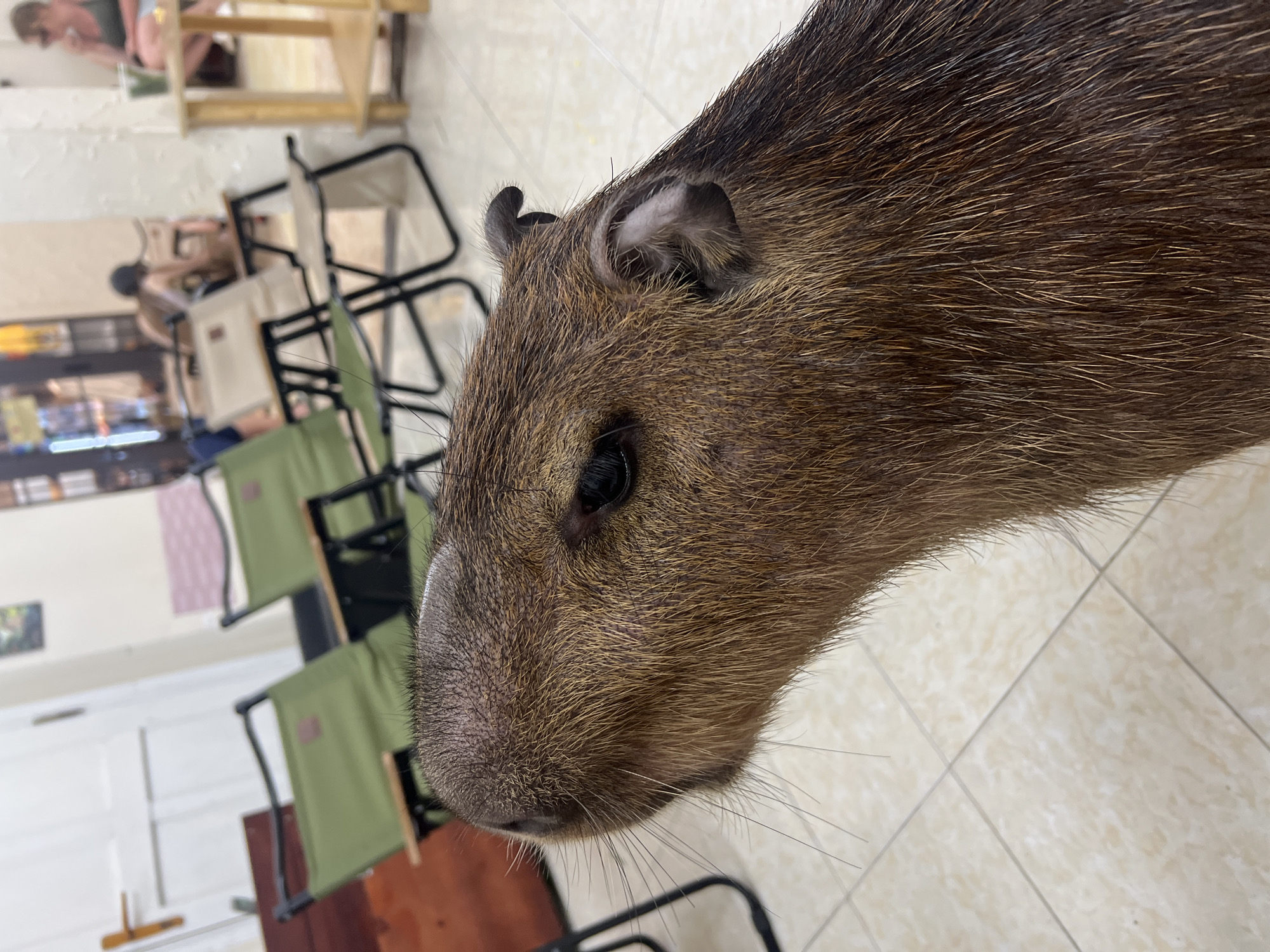 A medium, close-up shot of a capybara's face. The animal is brown and has whiskers. The foreground is out-of-focus tile flooring. The background is a room with chairs. The setting appears to be in Nha Trang Ward, Vietnam. Other people are visible in the background.