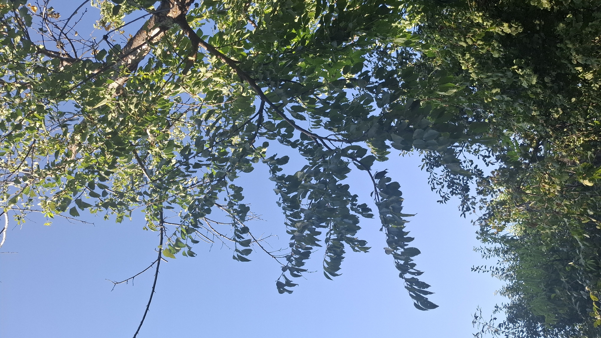 An upward-angle, full-shot photograph captures a clear, bright blue sky with the branches and leaves of several trees silhouetted against it. The foliage is dense and varied, with some branches extending out from the center towards the left and right of the frame. The leaves are predominantly green, with some appearing lighter and more yellowed, suggesting the transition of seasons. A single, thin black wire or cable runs horizontally across the upper left portion of the image, partially obscured by branches. The scene is set in Шұбарсу, Kazakhstan, indicating an outdoor, natural environment.