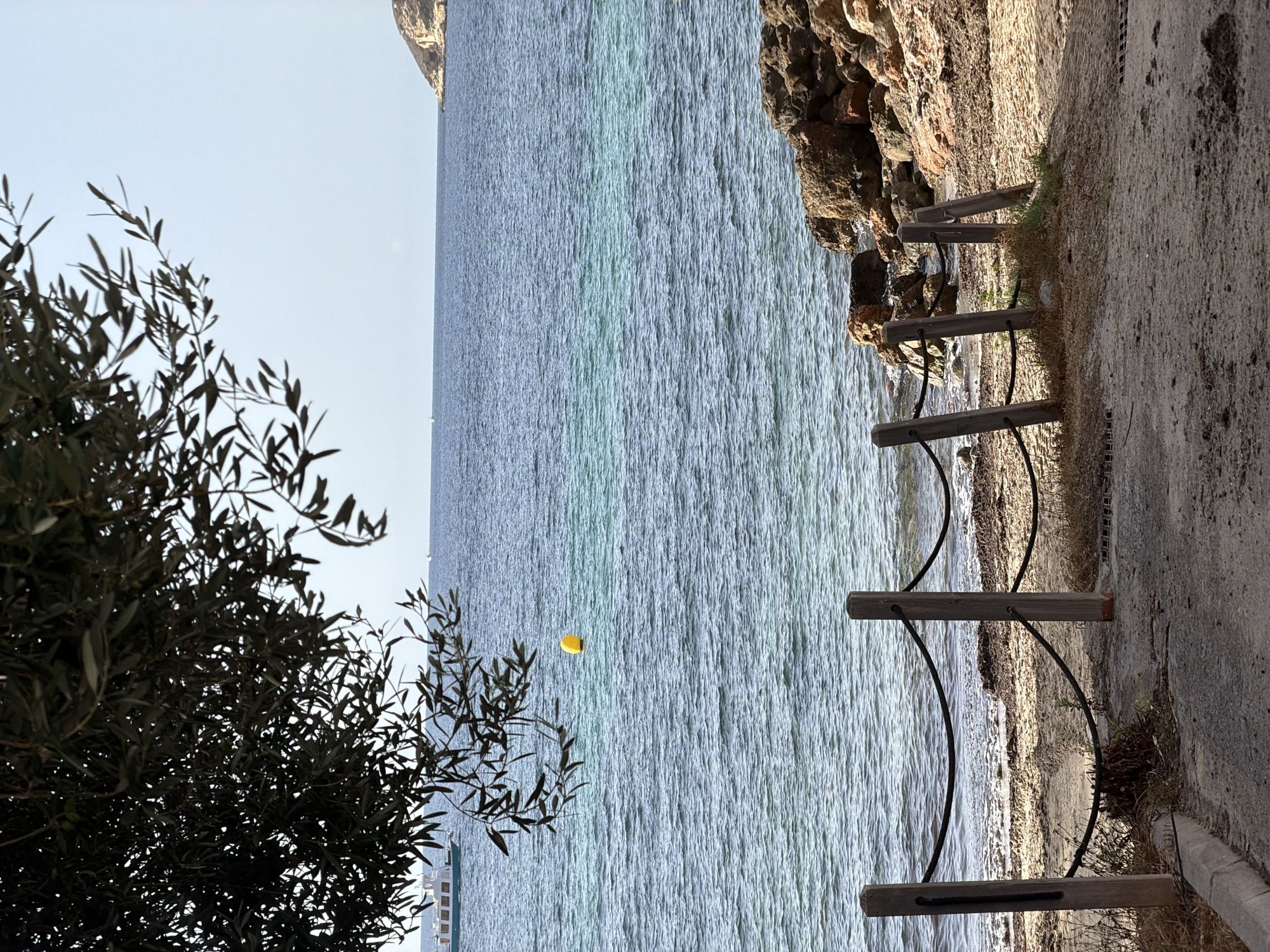 A low-angle, eye-level outdoor shot shows a view of the sea from a beach in Calvià, Spain. In the foreground, a path made of dirt and gravel leads towards the water. A rustic wooden fence with rope barriers separates the path from the sandy beach. Beyond the fence, the beach is covered with sand, rocks, and seaweed. The sea is calm, with ripples on the surface. The water changes color from a light turquoise near the shore to a deep blue further out. A yellow buoy floats in the water. In the distance, a white boat is visible on the left side of the frame, and a rocky island with sparse vegetation is seen on the right. A large olive tree branch with dark green leaves hangs over the top left corner of the image. The sky is clear and pale blue.