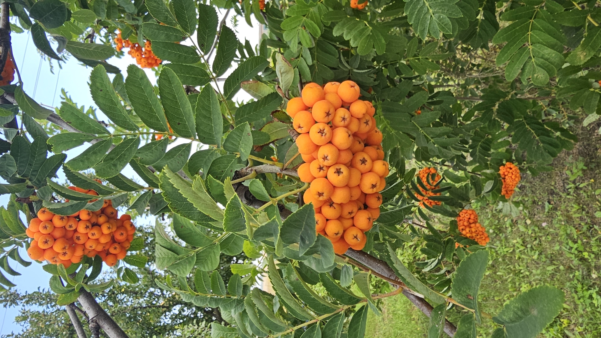 In Romanovka, Russia, a cluster of bright orange rowan berries hangs from a tree branch, its green leaves providing a backdrop. Another smaller cluster of berries is visible further down the branch. The background shows a patch of green grass and foliage under a pale blue sky. The image is a close-up of the berries and surrounding foliage, with a shallow depth of field.
