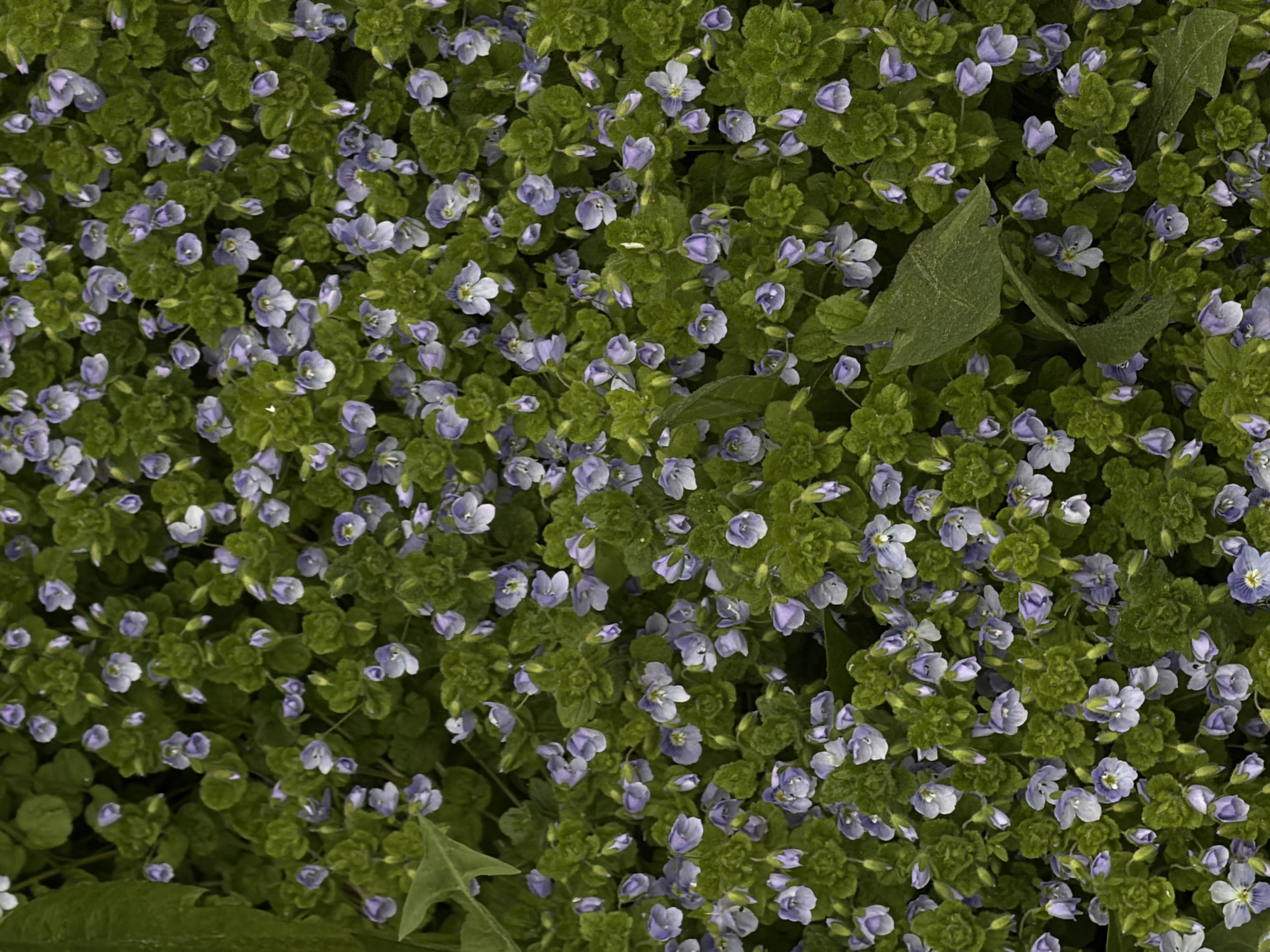 The image shows a dense patch of small, light purple flowers interspersed with small, rounded, green leaves. Two larger, elongated leaves are also visible, suggesting the presence of other plants. The scene is filled with vegetation, creating a textured and patterned effect. The location in Perm, Russia, is not evident from the image content.