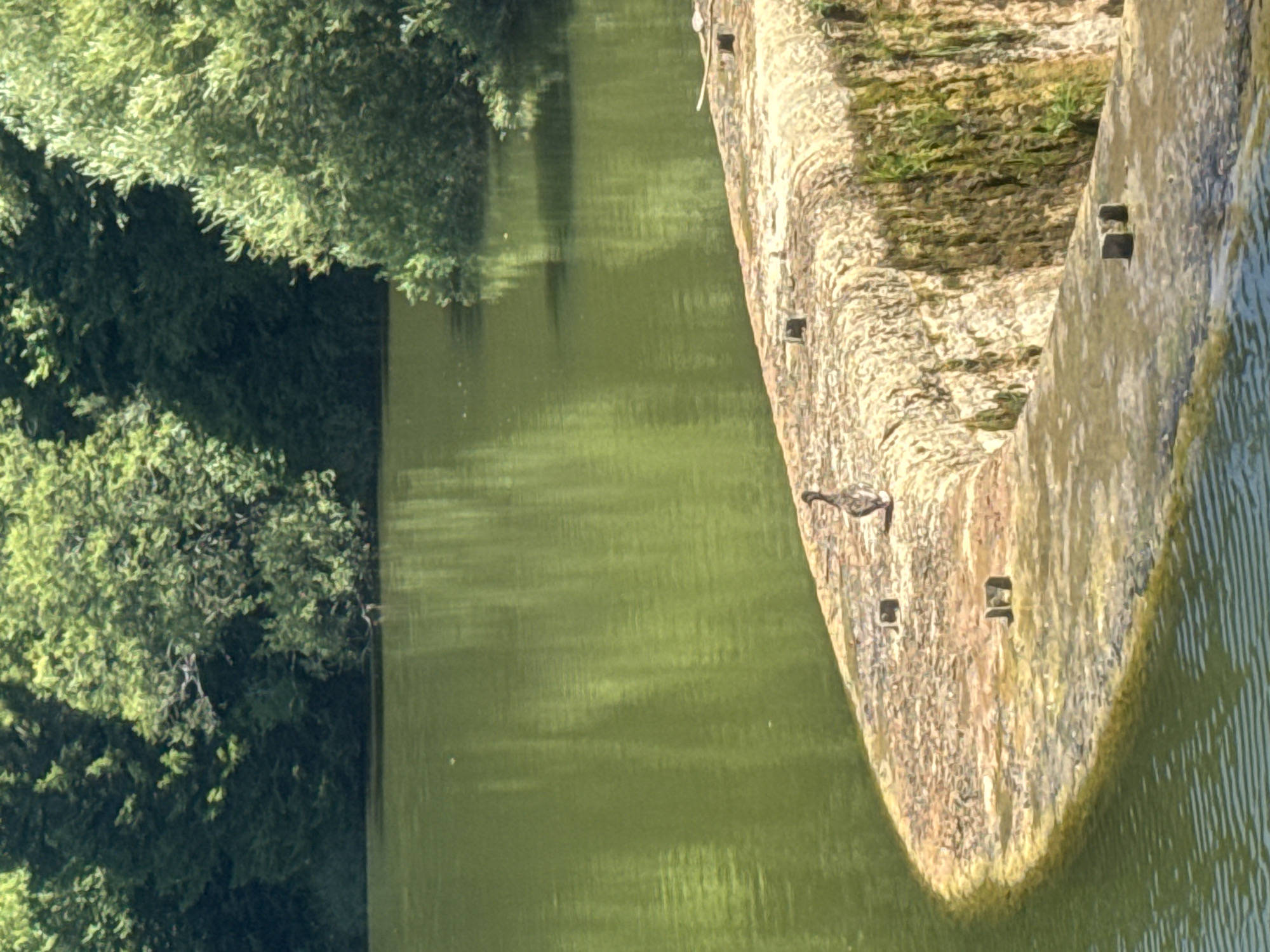 This image shows a body of green water with trees in the background. In the foreground, there is a stone structure with a duck standing on it. The stone structure appears to be part of a dam or waterfall. The water is calm and reflective, and the trees are lush and green. The duck is facing away from the camera and appears to be looking out at the water. The overall scene is peaceful and serene. The location is Coteaux du Lizon, France.