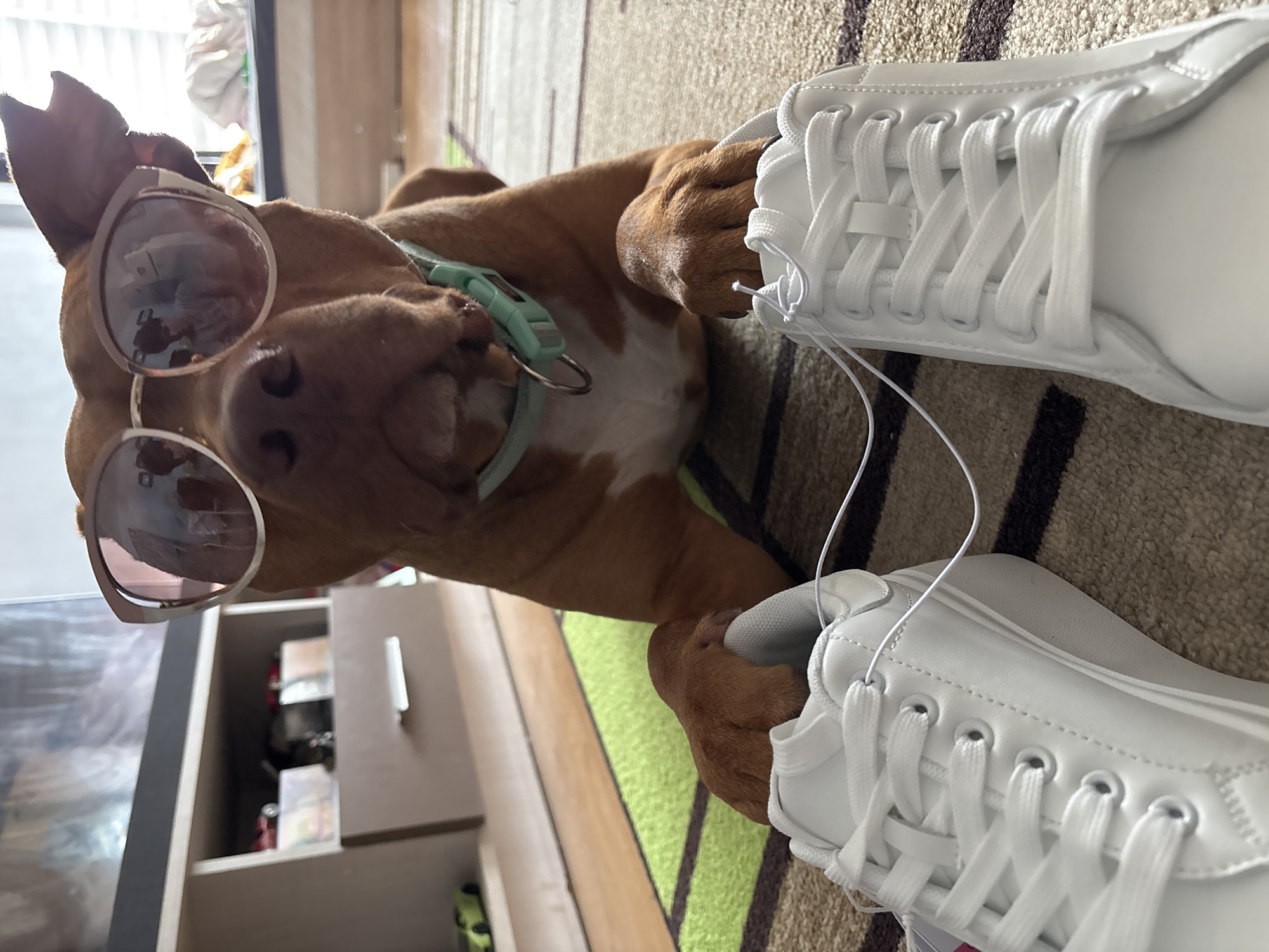 The image captures a playful scene featuring a light brown dog, possibly a pitbull or similar breed, lying on a striped rug. The dog is wearing trendy, light-rimmed sunglasses with tinted lenses, positioned over its eyes, giving it a humorous and cool appearance. A light green collar with a silver ring is visible around its neck. The dog is looking directly towards the viewer with an open-mouthed expression that suggests a smile, conveying a happy and relaxed mood.
Next to the dog's front paws are two pristine white sneakers. These appear brand new, as indicated by a thin white string, likely a security tag or packaging tie, still connecting them. One of the dog's paws is gently resting on one of the shoes. The sneakers have white laces and a clean, unblemished surface.
The setting is indoors, with the dog and shoes resting on a patterned rug featuring stripes of green, brown, and lighter tones. In the background, to the left, a piece of light-colored wooden furniture, possibly a chest of drawers or a cabinet with open compartments, is partially visible. Bright natural light streams in from what appears to be a window in the upper left corner, suggesting it is daytime. The photo is taken from a slightly elevated perspective, looking down at the subjects. No discernible text is visible on any of the items or in the background.