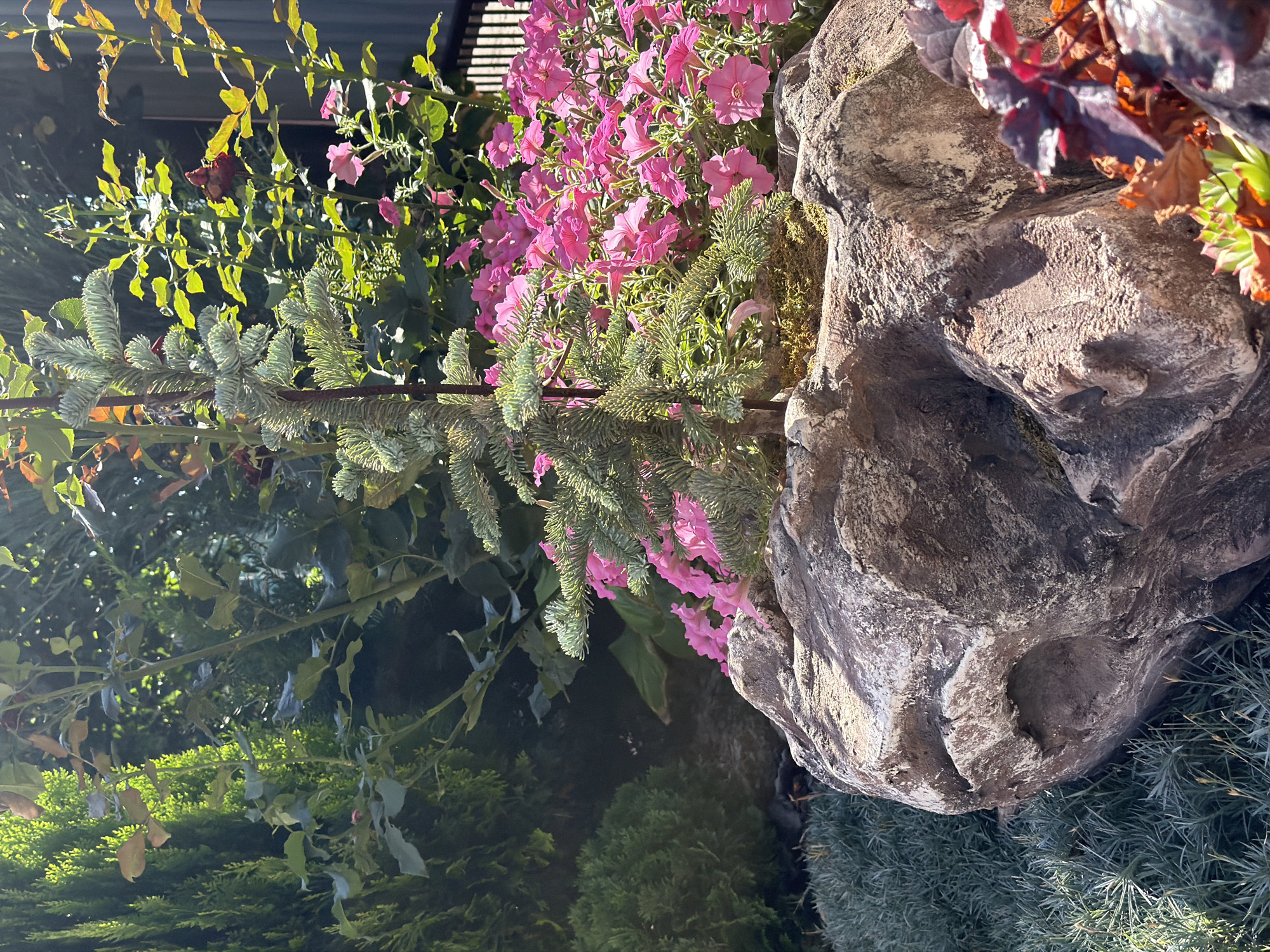 The image displays a close-up of a decorative garden arrangement featuring a small evergreen tree, a cluster of vibrant pink petunias, and a large, weathered rock. The evergreen, likely a dwarf variety, is centrally positioned within the rock, which appears to be hollowed out to accommodate the plant. The pink petunias are densely packed around the base of the evergreen, their bright blooms creating a striking contrast with the earthy tones of the rock and foliage. The rock itself has a textured surface with variations in color, including shades of brown, gray, and white, suggesting it is a natural element. In the background, lush green foliage from other plants and trees provides a verdant backdrop, with sunlight filtering through the leaves, creating dappled patterns of light and shadow. The overall scene evokes a sense of natural beauty and careful landscaping.