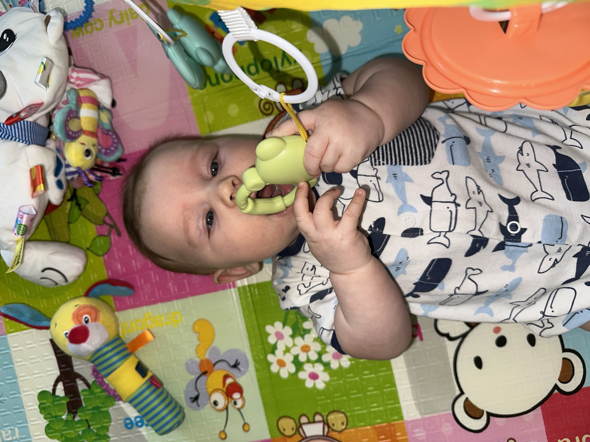 A baby lies on a colorful play mat covered with toy designs, including bears, flowers, and cartoon characters. The baby wears a white onesie patterned with blue and black sharks. The baby is holding a green frog-shaped teething toy attached to a white plastic ring. Several other toys are arranged around the baby on the mat, including a plush polar bear, a caterpillar toy, and a yellow and blue stuffed animal. The scene appears to be indoors. The location information is not discernible from the visual content.