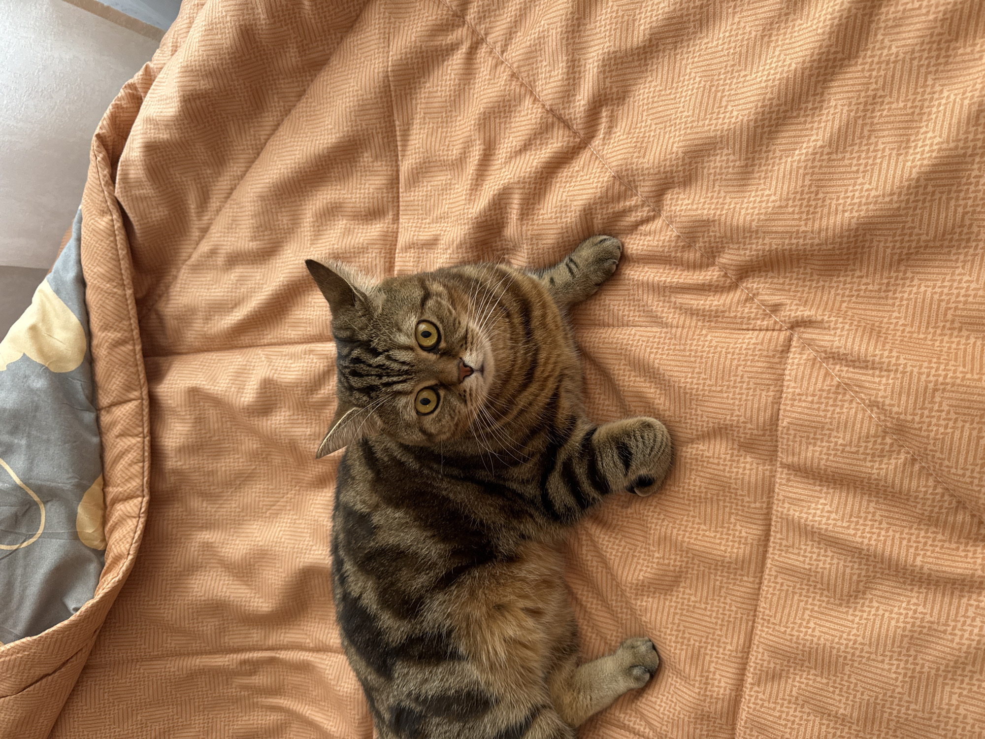 A brown tabby cat with yellow eyes lies on a bed covered with an orange patterned comforter. The cat is facing upwards with a slight tilt of the head towards the viewer. Its paws are extended. The comforter has a patterned design and a seam running diagonally across it. The edge of a blue and gray patterned blanket is visible on the left side of the frame. The image was taken in Chaikovsky, Russia.