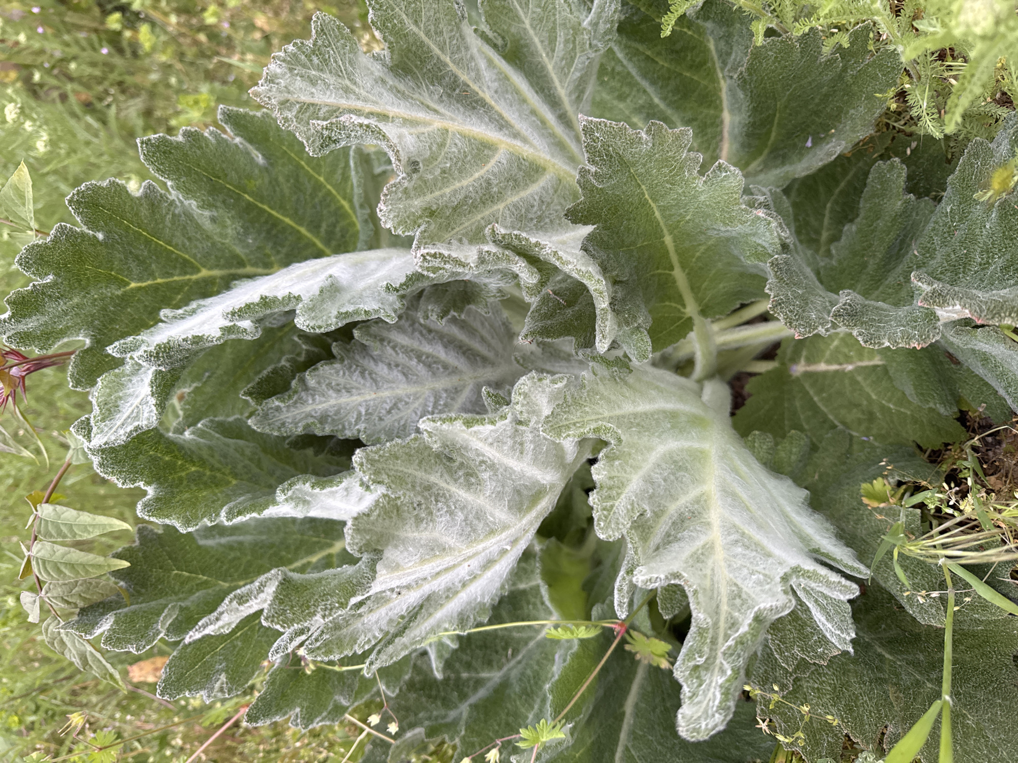 A close-up, high-angle shot depicts a cluster of large, textured leaves. The leaves are a muted green color, and appear to be covered with a layer of fine, white fuzz, giving them a slightly frosted look. The edges of the leaves are wavy and somewhat jagged. The plant is situated outdoors, surrounded by other small plants and vegetation, suggesting a garden or natural setting. There is an assortment of small grasses and other green plants mixed in with and around the main plant. The location is Unknown, Unknown.