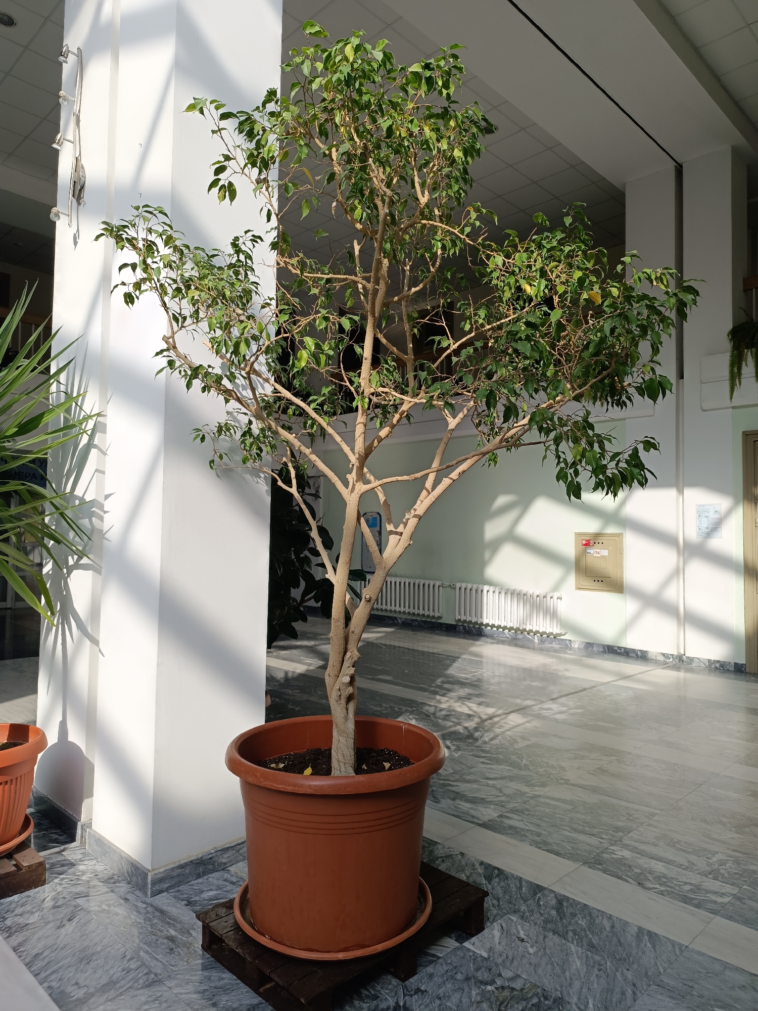 A medium shot depicts a ficus tree in a large, brown, plastic pot, resting on a dark wooden pallet on a grey marble floor. The tree has a light brown trunk and branches with sparse green leaves. It is located in an indoor space with a white wall and pillar on the left side, with another green leafy plant barely visible to the left of the pillar. A white radiator is visible in the background against a pale green wall, with a beige fire hose cabinet mounted on the wall above it. The scene is bathed in sunlight. The city and country are Sofia, Bulgaria, although there is no direct evidence of this visible in the image itself.