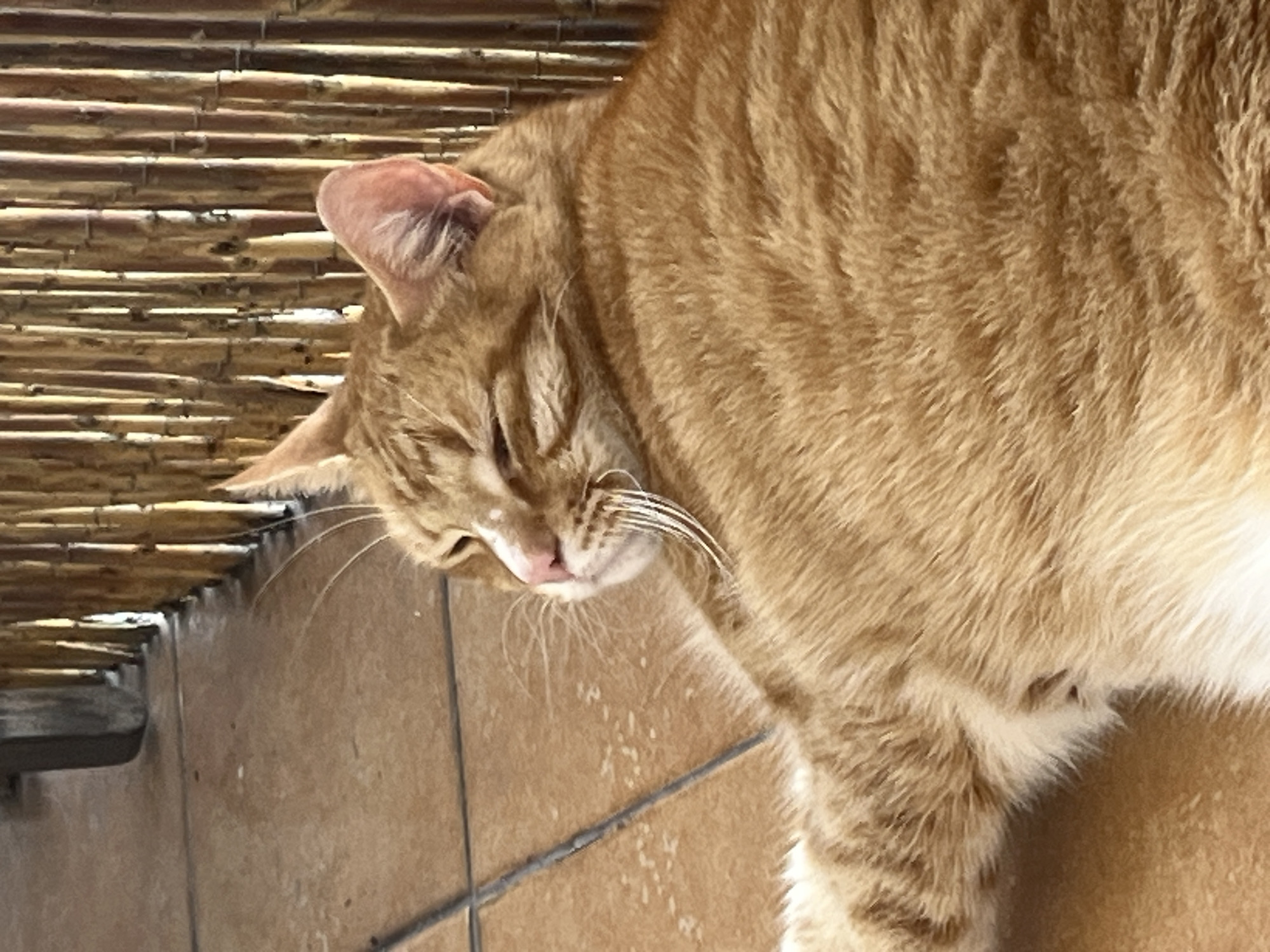 An orange tabby cat is lying down on a tiled floor. The cat is facing left, with its eyes closed and its head tilted slightly upwards. Its fur is a light orange color with some darker stripes. The cat's whiskers are long and white. Behind the cat, there is a wall made of bamboo poles. The floor is made of brown tiles. The scene is well-lit, possibly by natural light. The cat appears to be relaxed and comfortable. The background suggests an outdoor or semi-outdoor setting, perhaps a patio or garden area. There is no indication of the city of Zabrze, Poland.