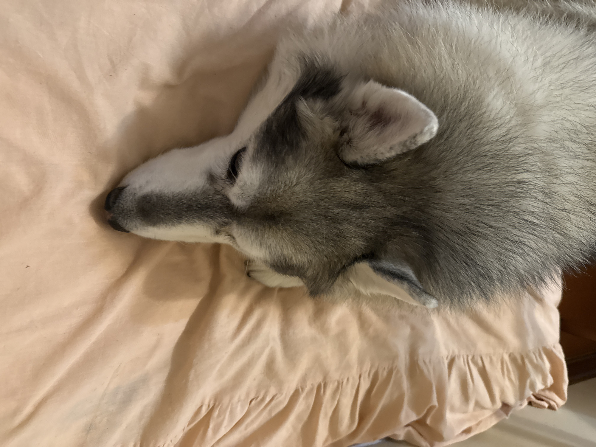A Siberian husky dog is lying down on a peach-colored duvet. The dog is facing towards the bottom right of the image with its eyes closed and its head resting on its paws. The dog's fur is a mix of grey, white, and black. The duvet has a ruffled texture and is slightly creased. The lighting in the image is soft and warm, suggesting it was taken indoors. The background is out of focus, but appears to be a room with wooden furniture.