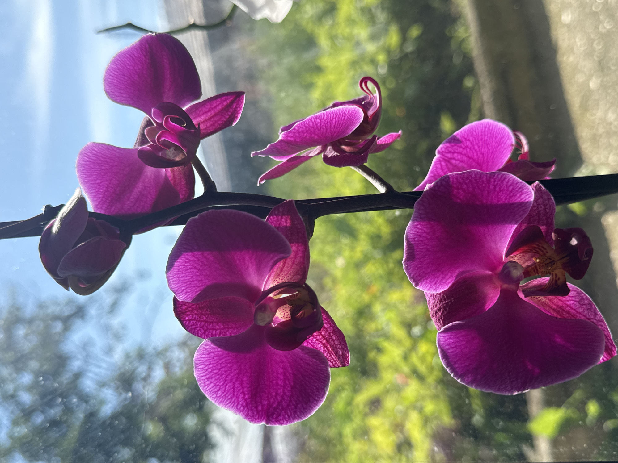 A vertical, medium shot captures a stem of vibrant magenta orchids in bloom. The orchids are backlit by sunlight streaming through a window, illuminating the delicate veins of their petals. The background is a blurred panorama of green foliage and a bright blue sky, suggesting an outdoor setting or a view from an elevated position. The overall impression is one of natural beauty and tranquil illumination, with the precise location in Veselina, Bulgaria, being impossible to determine from the visual information provided.