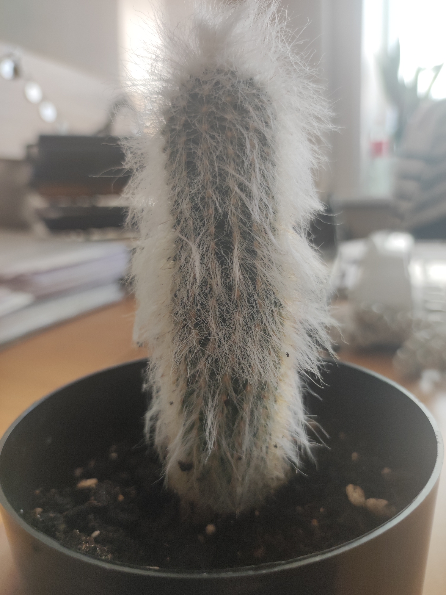 A close-up shot depicts a cactus covered in white, hairlike spines, planted in a black pot. The pot sits on a wooden surface. The background is blurred, but it appears to be an indoor office environment with papers, equipment, and a window visible. The image does not provide any information about the location being in the city of Votkinsk, Russia. There are no people visible. The main subject is the cactus. The interaction is between the plant and its environment.