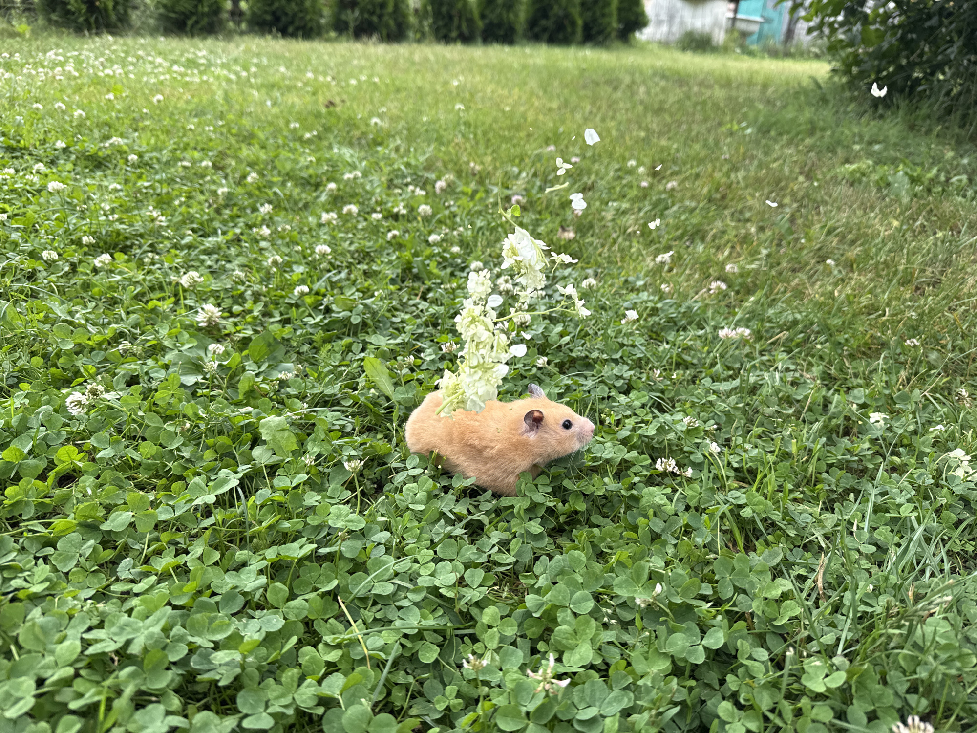 An adult, light brown hamster with a fluffy coat is positioned in a patch of clover and grass. A cluster of white flowers is behind the hamster, with some petals appearing to float in the air. The background shows a lawn with scattered white clover flowers, and further back, a line of evergreen trees. The scene is outdoors, likely a backyard or park area, in the city of Pastavy, Belarus.
