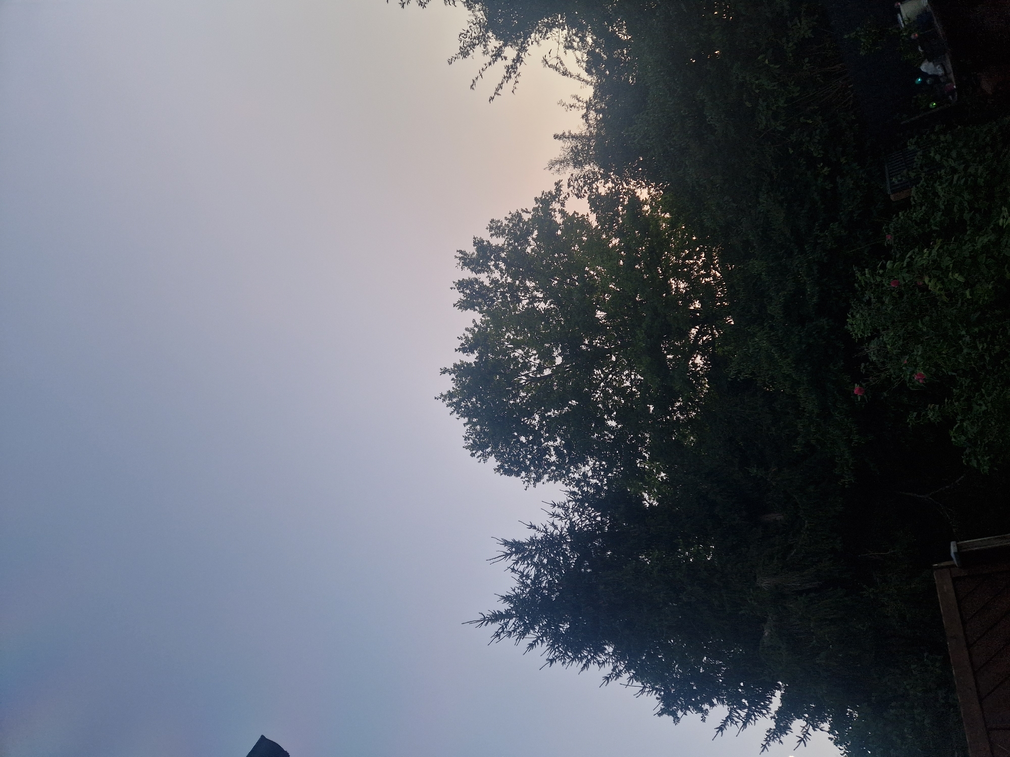 The image shows a view of trees against a pale sky, likely taken in the late afternoon or early evening, in the city of Ingolstadt, Germany. The sky transitions from a light blue at the top to a softer, almost pinkish hue near the horizon. The silhouettes of several trees dominate the lower half of the frame. On the left, a coniferous tree with pointed branches is prominent. To its right, a large deciduous tree with a full, rounded canopy is visible. Further to the right, more trees and foliage create a dense, dark green line. In the foreground, a section of a wooden fence is visible on the lower left, and some indistinct objects and what appear to be two figures are dimly visible in the far lower right corner, possibly in a garden or backyard setting. The overall impression is of a quiet, natural scene within an urban or suburban environment.