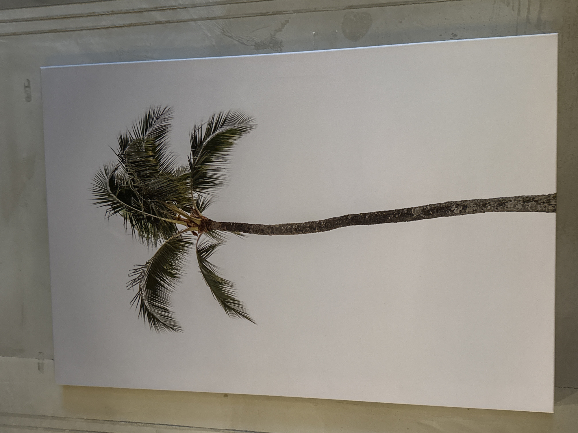 A large, rectangular canvas print featuring a solitary palm tree is displayed on a light-colored, textured wall in an indoor setting in Moscow, Russia. The artwork depicts a palm tree with a long, slender, dark brown trunk that curves upwards and to the right, and a cluster of vibrant green fronds at its crown on the left side of the frame. The tree stands out against a plain, muted light grey or off-white background, which occupies most of the print's area. The canvas has clean, white edges. The wall behind the print appears to be made of concrete or a similar material, showing subtle horizontal lines and some faint smudges or variations in texture, particularly visible in the areas surrounding the canvas. No people or animals are present in the image, and there is no visible text. The scene captures a static display of art, likely in a home, office, or gallery. The lighting suggests an indoor environment.