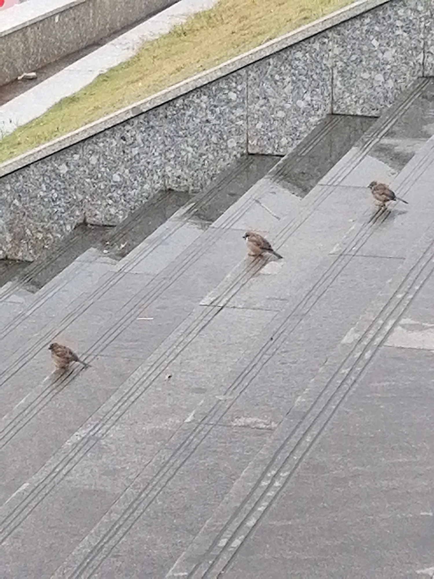 Three sparrows are perched on outdoor granite stairs. The stairs are wet, indicating recent rain, and have a textured surface with parallel grooves. The sparrows are positioned at different levels of the stairs, with one in the foreground on the left, another in the middle, and the third further up on the right. The background shows a grassy slope and a granite wall. The scene appears to be in a public outdoor area, possibly a park or a walkway in Da Lat, Vietnam.