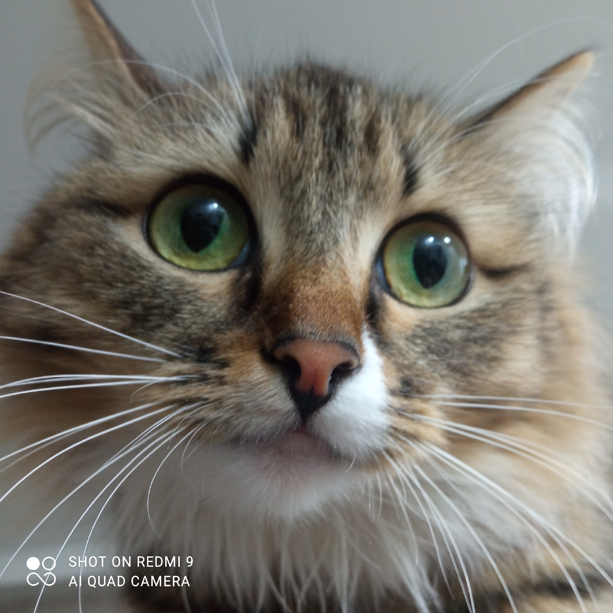 A close-up shot depicts the face of a tabby cat with bright green eyes, a pink nose with white fur around it, and long white whiskers. The cat appears to be indoors, with a blurred background suggesting an interior space. The bottom left corner shows a watermark, reading "SHOT ON REDMI 9 AI QUAD CAMERA," which indicates the image was taken with a Redmi 9 phone camera. There is no indication in the image itself that confirms the location of Chaikovsky, Russia.