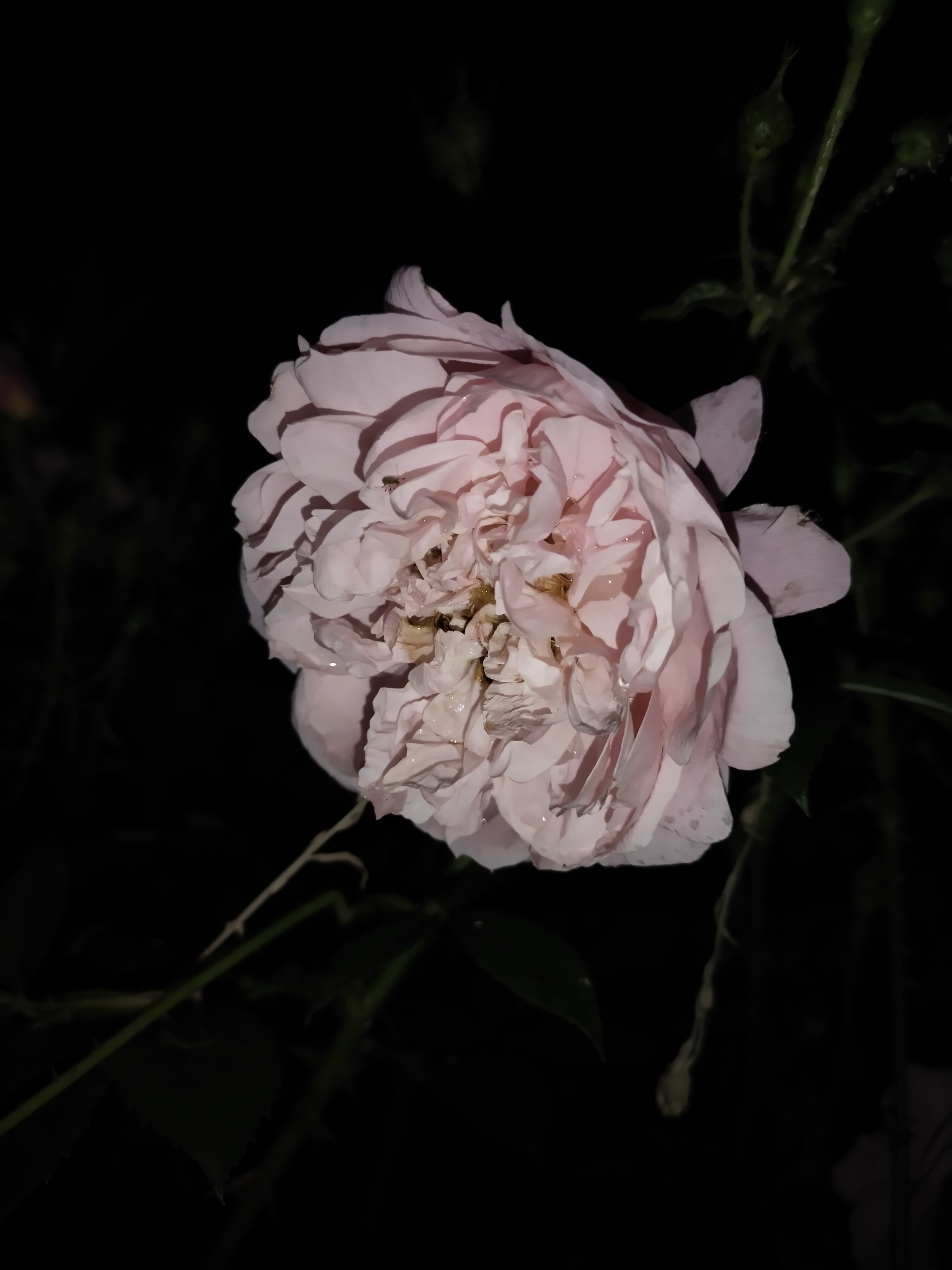A single light pink rose is centrally positioned against an almost entirely black background in the city of Horishni Plavni, Ukraine. The rose is in full bloom, displaying numerous layered petals with small water droplets visible on their surfaces. The petals exhibit a soft pink coloration, with lighter highlights where illuminated and darker pink tones within their shadowed folds. The central part of the rose appears more densely packed and intricate. A small, dark-colored insect is present on an upper-right petal, and another minute, pale object is located within the rose's central cluster of petals. In the upper right quadrant, faint green stems with several small, undeveloped rose buds are discernible against the darkness. Additional indistinct green foliage is partially visible in the lower left. The rose is illuminated by what appears to be an artificial light source, creating distinct highlights and shadows and emphasizing the texture and moisture of the petals.