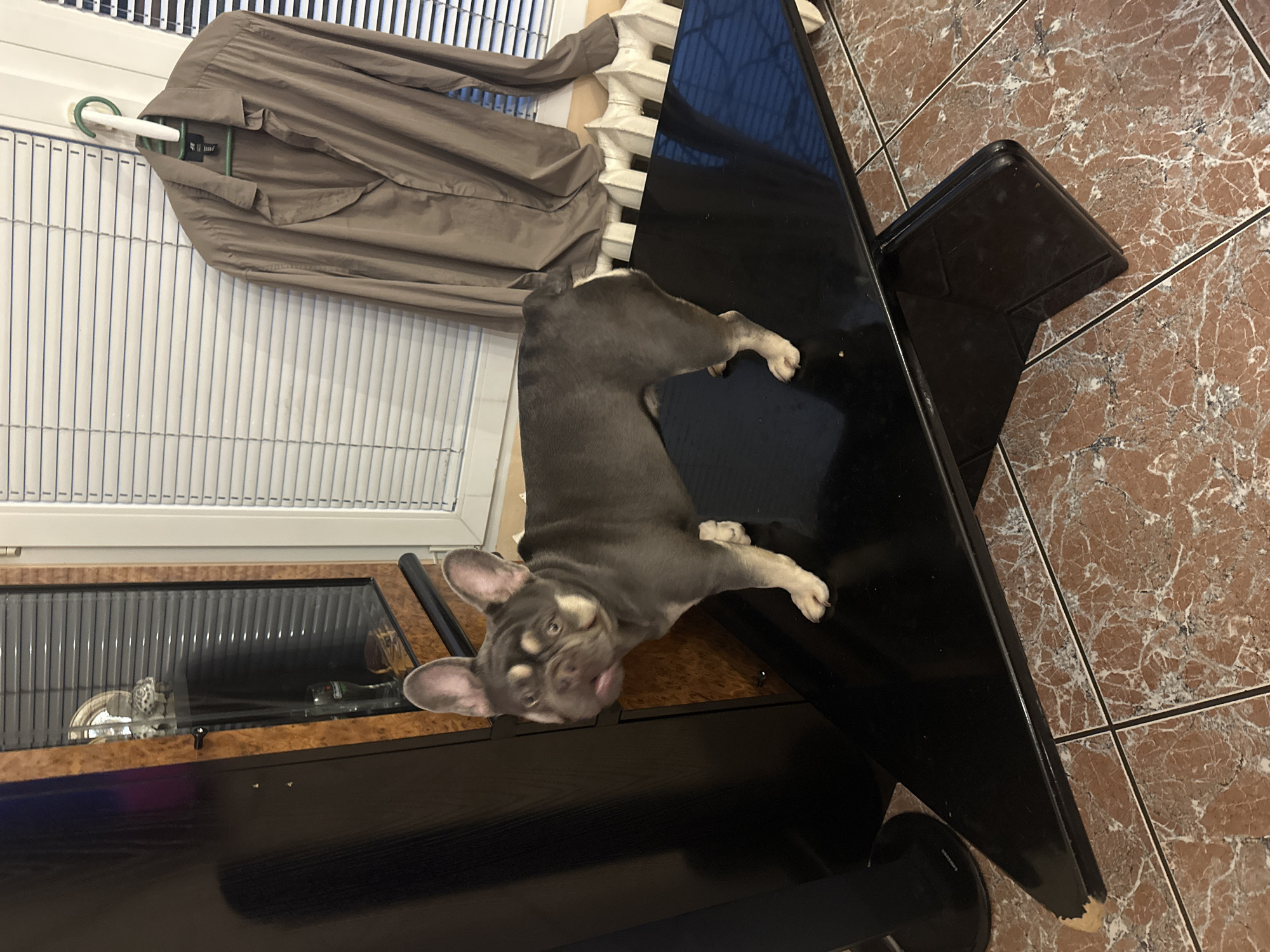 A medium-shot photograph depicts a French Bulldog dog lying on its side on a dark, reflective table. The dog is primarily gray in color with lighter tan markings on its face and chest. It has erect ears and is looking at the camera with its tongue slightly sticking out. The table is positioned at an angle in the room and has a dark, glossy surface that reflects light.
In the background, there's a window with horizontal blinds. A light brown garment hangs on a hanger in front of the window. The floor is covered with marbled brown tiles.
The setting and location are not explicitly clear, but the interior suggests a domestic environment. The city and specific details are unknown.