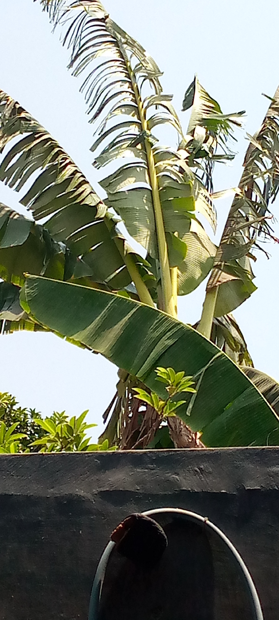 A close-up, low-angle shot captures a banana tree against a clear sky in Sumberwono, Indonesia. The foreground is dominated by the textured, dark surface of a wall, partially obscured by what appears to be a satellite dish or a similar curved object with a dark, fuzzy edge. Above the wall, lush green leaves of the banana tree fan out, some appearing dry and tattered, while others are vibrant and striped with lighter green. Sunlight illuminates the leaves, highlighting their veins and the fibrous texture of the stalks. In the mid-ground, below the main canopy of the banana tree, other green foliage is visible. The overall scene suggests an outdoor environment, possibly a residential area or garden, bathed in bright daylight.