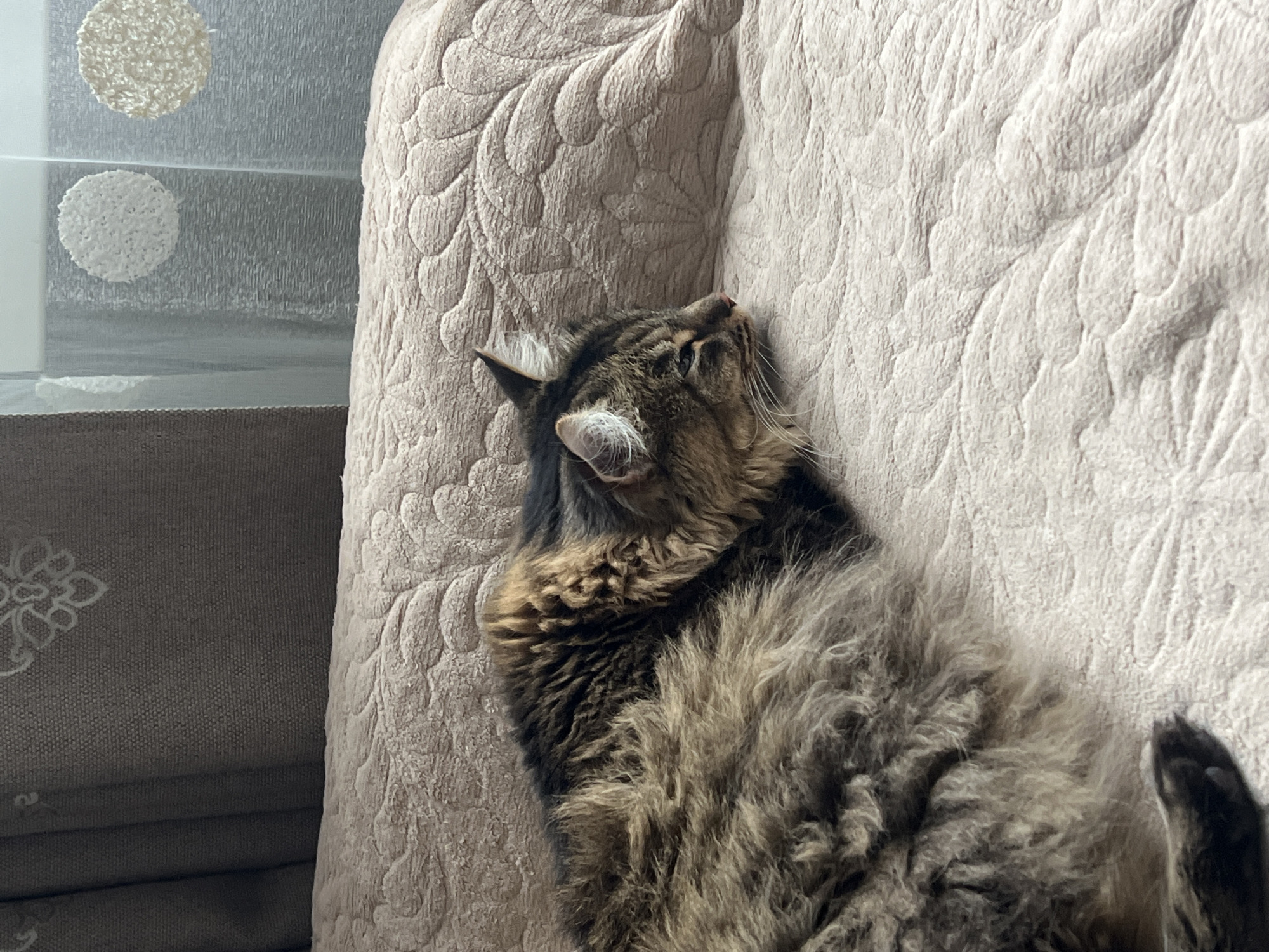 A fluffy, long-haired tabby cat, predominantly brown and grey, is captured resting comfortably on a light beige couch in an indoor setting in Chaikovsky, Russia. The cat lies on its back or side, with its head tilted upwards, looking towards the top left of the frame. Distinct white tufts of fur are visible inside its ear. The couch upholstery features an embossed or quilted pattern resembling stylized foliage. To the left of the cat, a window is partially visible, covered by a sheer white curtain or blind. Two circular, textured white decorative elements are prominently displayed on the curtain. Below the window, another piece of furniture, possibly part of the couch or an armchair, is seen in a darker, subtly patterned fabric. Soft, natural light illuminates the scene, suggesting a calm and relaxed atmosphere. No text is visible in the image.