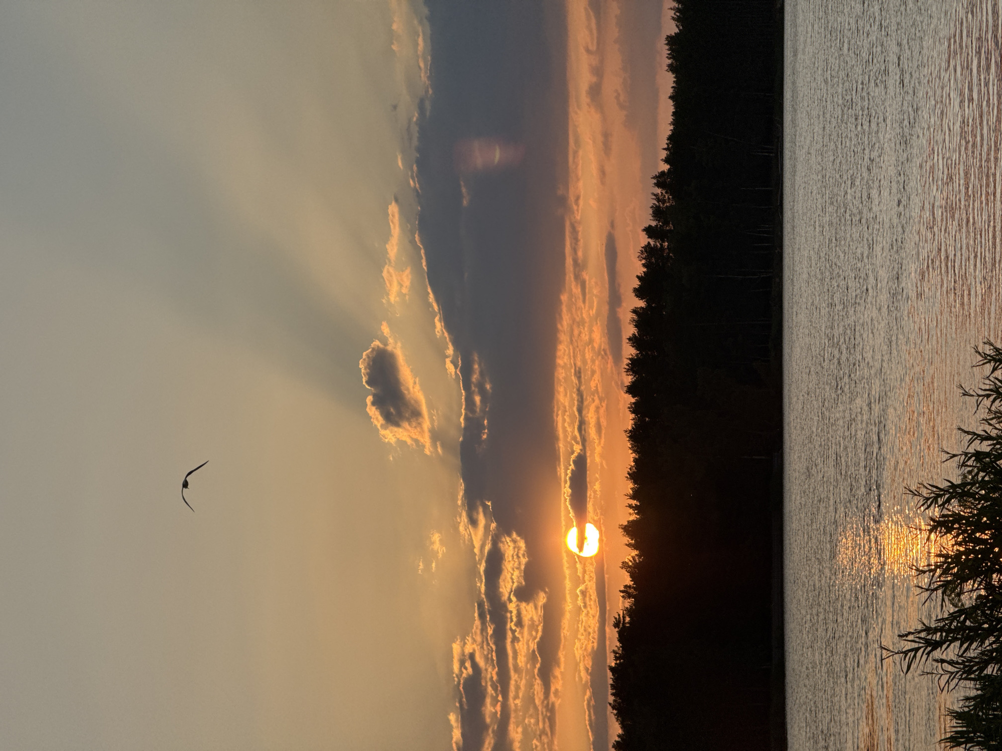 A tranquil sunset over the Gauja River in Carnikava, Latvia, is captured. The sun, a brilliant orange orb, is partially obscured by dark clouds, casting a warm glow across the sky. Sunbeams radiate outwards, creating a dramatic effect. A lone bird, likely a seagull, soars gracefully against the gradient of orange and pale blue sky. The silhouette of a dense forest lines the opposite bank of the river, its dark foliage contrasting with the vibrant sky. The river itself reflects the warm hues of the sunset, with shimmering light dancing on its surface. In the foreground, reeds and other vegetation are silhouetted against the water. The overall atmosphere is one of serene beauty and natural splendor.