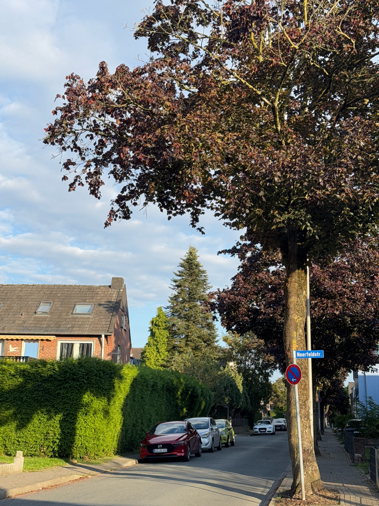 This is an outdoor, eye-level, full-shot photograph of a residential street in Cleves, Germany. The sky is visible, with white clouds scattered across a blue background. Sunlight casts shadows on the street and the neatly trimmed green hedge that lines the left side of the road. A red Mazda sedan is parked facing forward on the right side of the street. A tall tree with dark reddish-brown leaves dominates the foreground, its trunk on the right side of the frame. A street sign attached to the tree reads "Neerfeldstr.". Several other cars are parked along the street in the background, and a sidewalk runs along the right side of the road. A brick house with a grey tiled roof and two dormer windows is visible behind the hedge on the left.