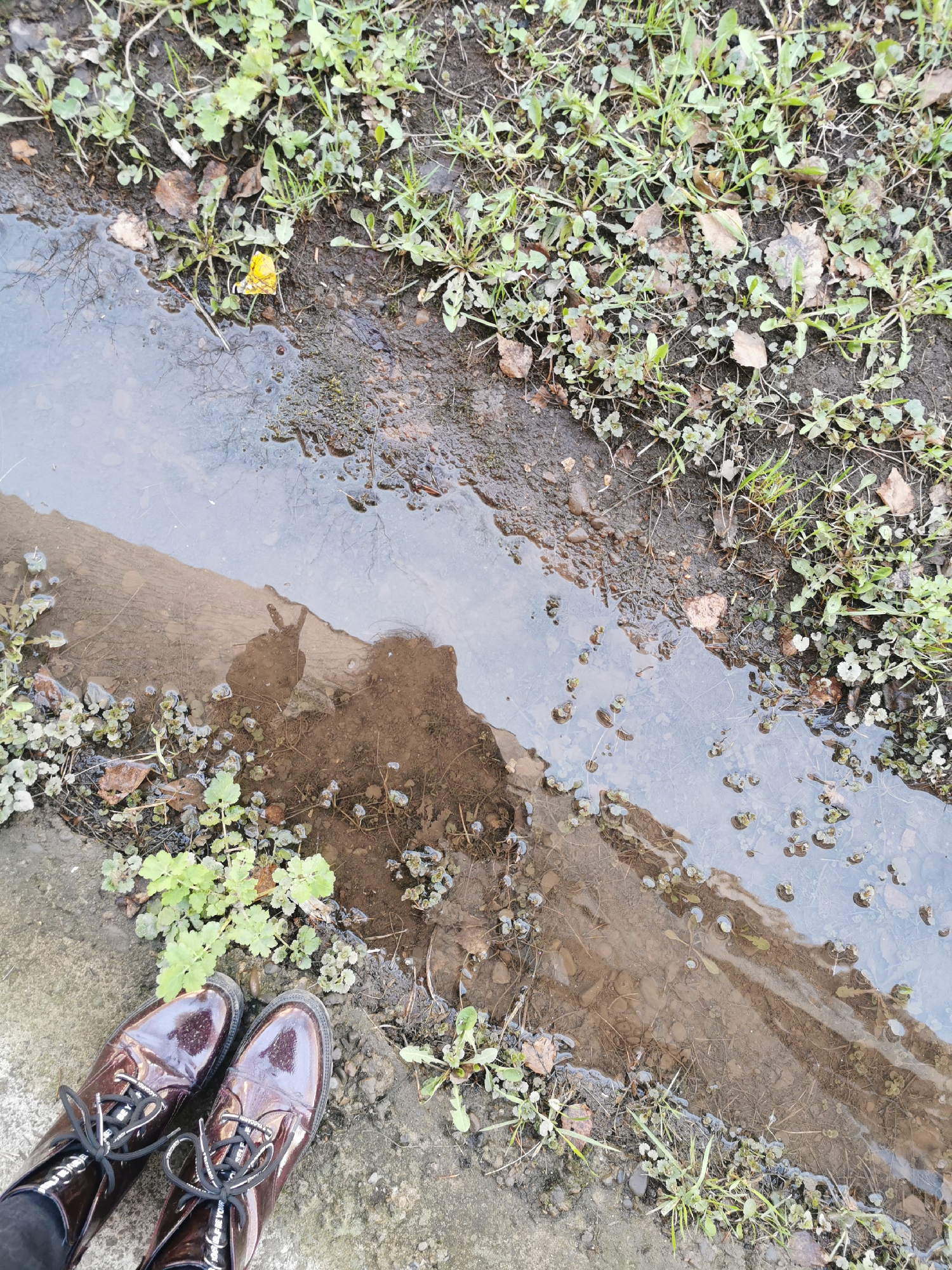 A ground-level shot shows two brown, patent leather shoes standing on a concrete surface next to a narrow stream of water. The water reflects a shadow of a person, holding their hand up in a peace sign. The edges of the stream are overgrown with various types of plants and decaying leaves. The location is an outdoor environment with natural and man-made elements, specifically showing the combination of vegetation, a water source, and a concrete pathway, indicative of an urban or suburban area, but no further location data is ascertainable.