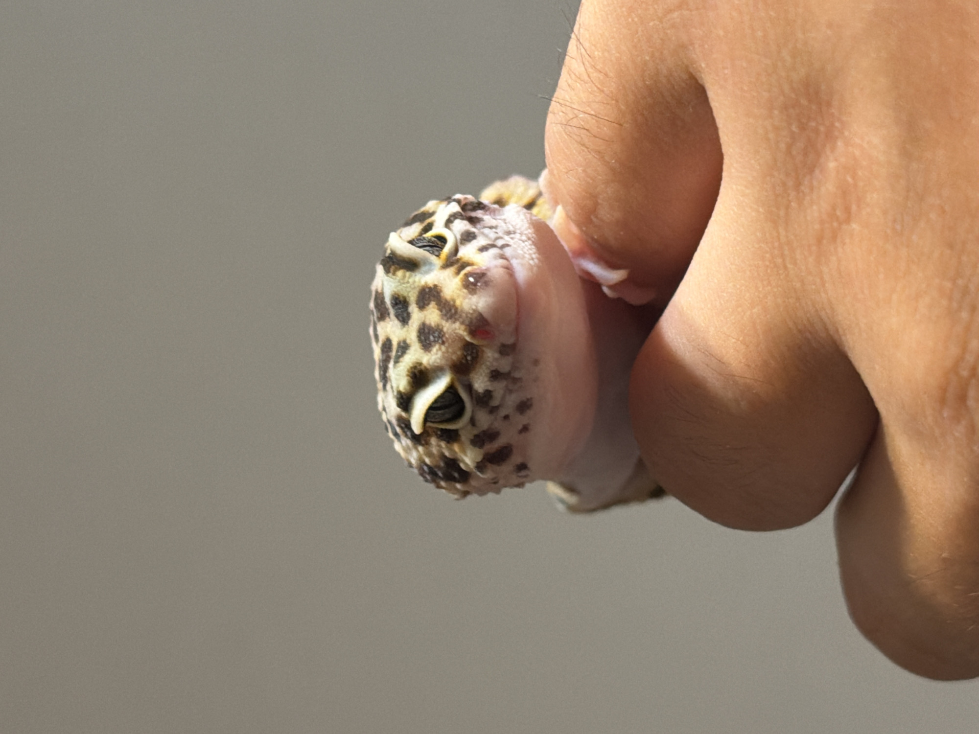A person is holding a leopard gecko in their hand. The gecko is facing the left of the frame, with its head in focus. The gecko is mostly covered in brown spots with some yellow coloration, and has small protrusions above its eyes. The person's hand, with their fingers curled inward, occupies the right portion of the frame. The background is a plain gray. The location is not discernible from the image and cannot be identified as Izhevsk, Russia.