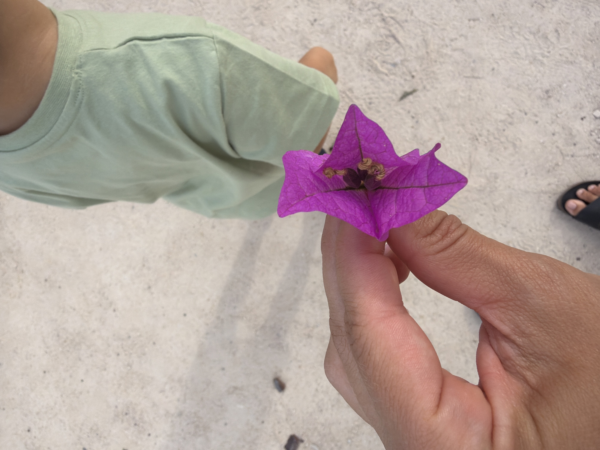 A close-up shot shows a person's hand holding a vibrant purple bougainvillea flower. The flower is in focus, with its delicate petals and a dark center clearly visible. The hand is positioned in the foreground, with fingers gently cupping the flower. In the background, the lower half of a child wearing a light green t-shirt is visible, facing away from the camera. The child's legs are slightly bent, suggesting they might be standing or in the process of sitting. The ground is covered in a light-colored, sandy or gravelly surface, with a few small, dark objects scattered across it. The overall impression is one of a casual outdoor setting, possibly a garden or a beach.