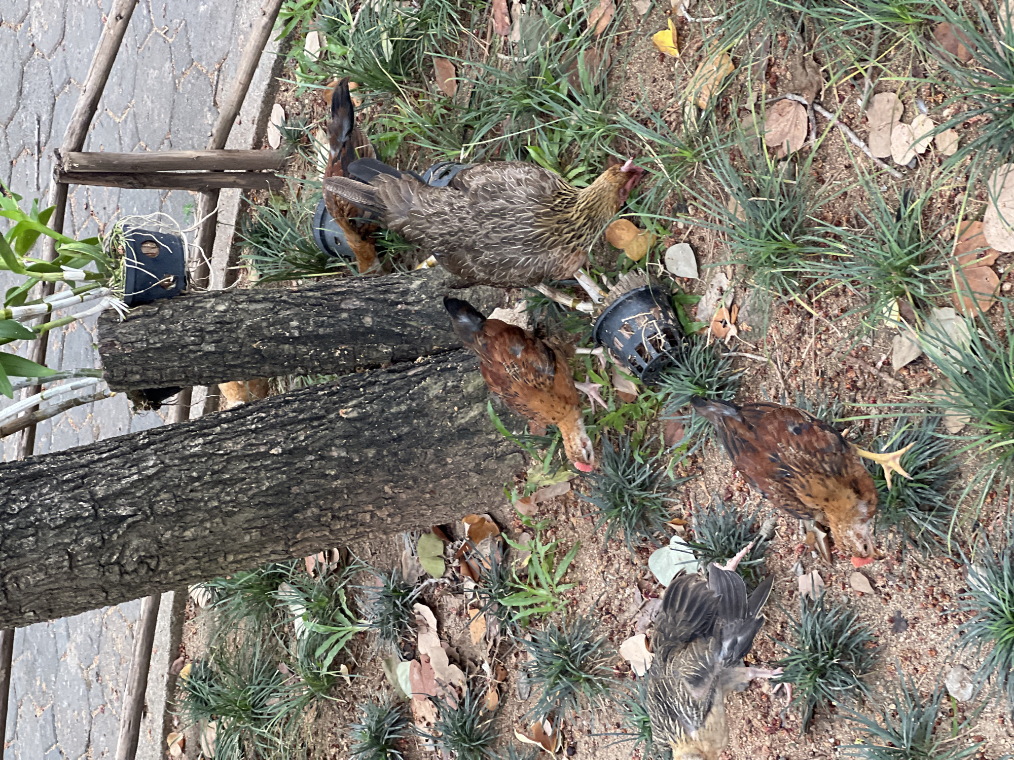 In Baan Plai Laem, Thailand, a group of six chickens are foraging on the ground near the base of a tree with rough, dark bark. The ground is covered in reddish-brown soil, scattered with dry leaves and small stones. Patches of dark green, spiky grass are interspersed throughout the area. In the background, a paved walkway with interlocking stones is visible, bordered by a rustic wooden fence. To the left of the tree, a black plastic pot with a orchid plant is hanging, with white aerial roots dangling down. Several chickens are actively pecking at the ground, with one chicken on the right in the foreground bending its head down to eat. Another chicken, facing away from the viewer, has its back towards the camera, showing its patterned brown and grey feathers. The overall scene depicts a naturalistic environment where the chickens are engaged in their typical behavior of searching for food.