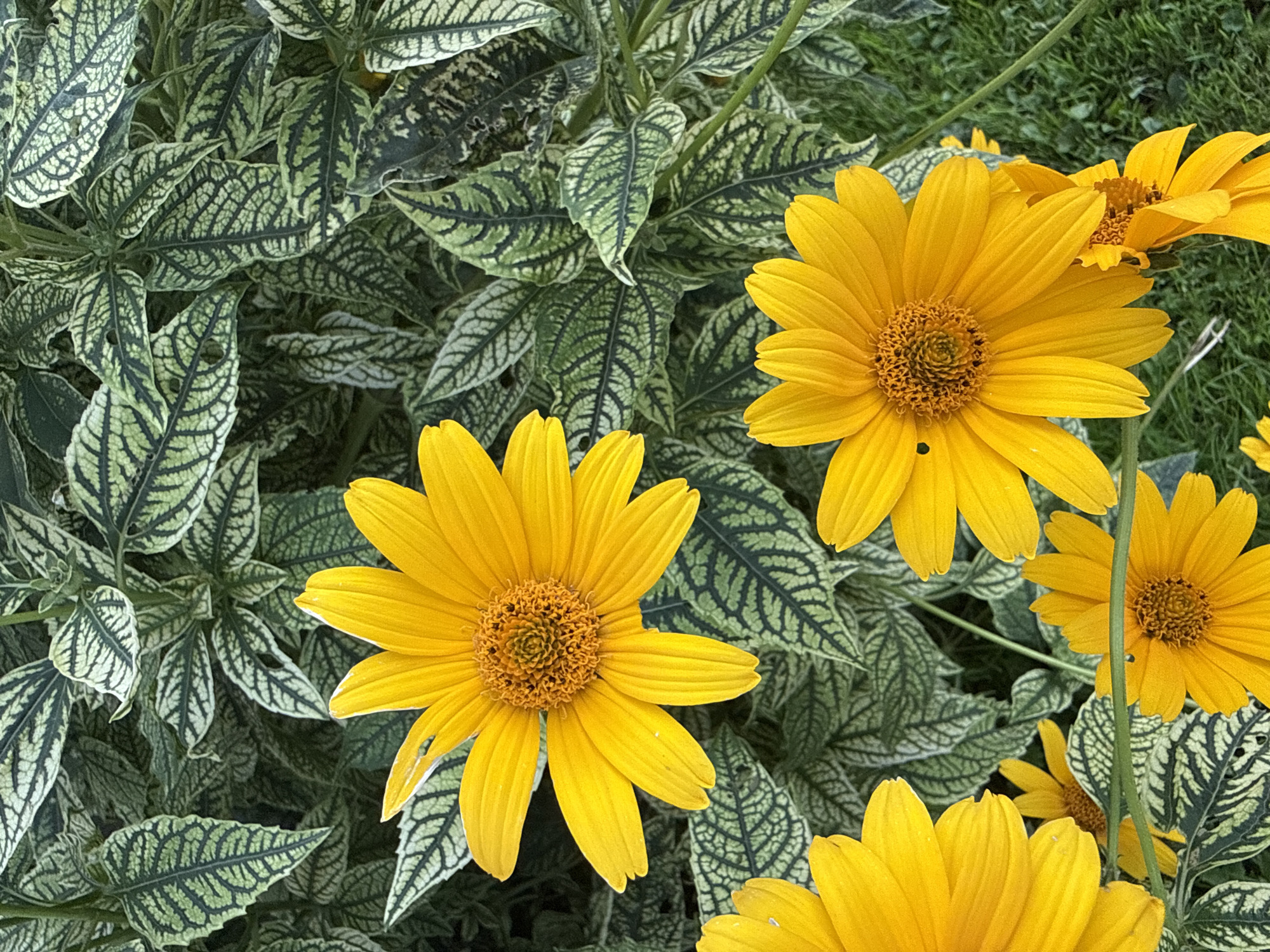 The image shows a close-up view of several bright yellow daisies with dark centers, set against a backdrop of variegated green and white leaves. The flowers are in various stages of bloom, with some fully open and others just beginning to unfurl. The leaves are large and heart-shaped, with a distinctive pattern of dark green veins against a lighter green and white background. The overall impression is one of vibrant natural beauty. The image appears to have been taken outdoors, possibly in a garden or park setting. The exact location in Vikraičiai, Lithuania, is not discernible from the image alone.