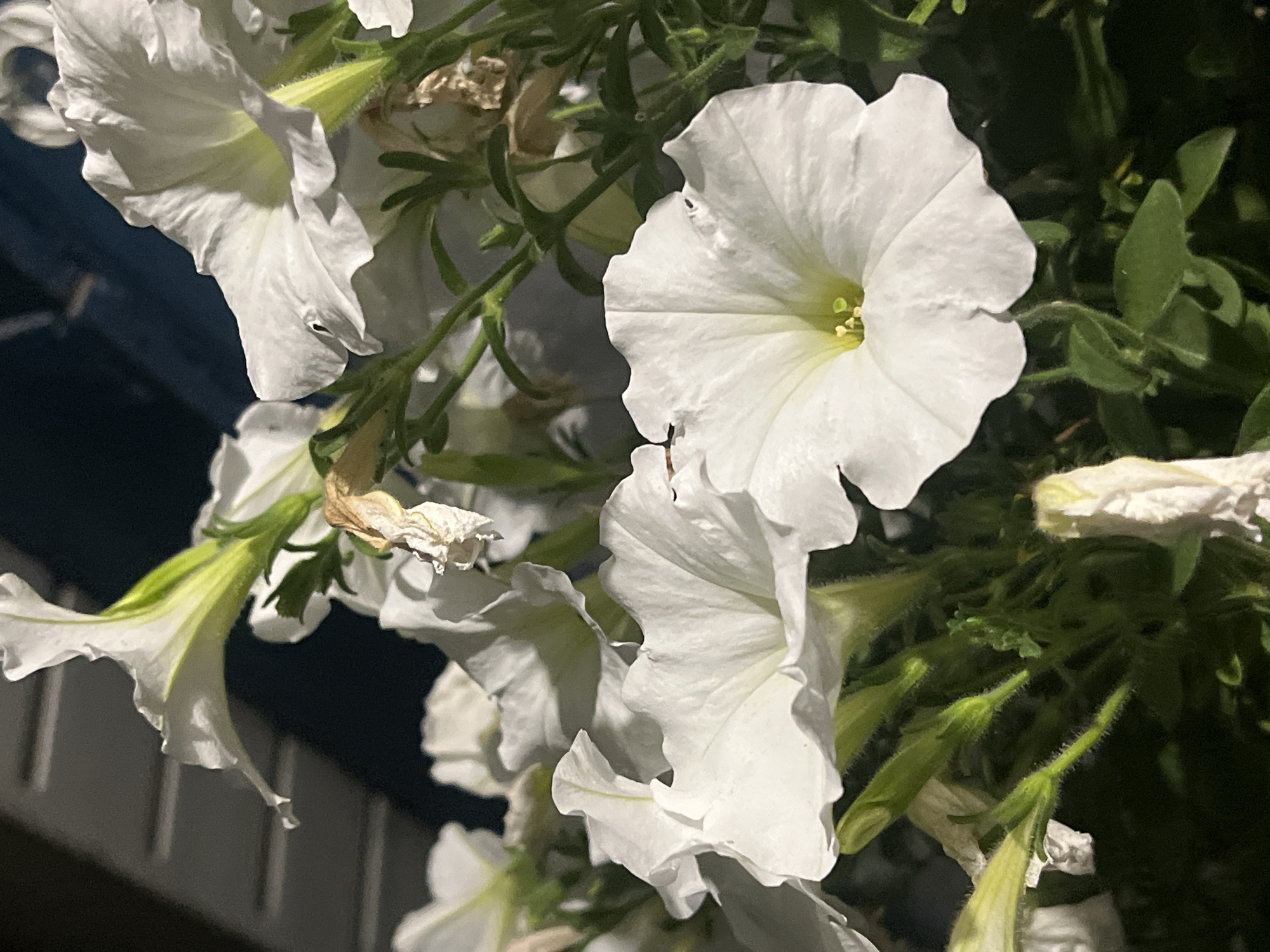 The image shows a close-up view of several white petunia flowers blooming in a garden. The flowers are in various stages of bloom, with some fully open and others still developing. The petals are delicate and ruffled, with a light green center. The stems and leaves are a vibrant green, and some dried, brown leaves are also visible among the blooms, suggesting the end of a growing season. The background is dark and out of focus, with hints of a structure that may be a building or fence. The lighting appears to be artificial, possibly from a streetlamp or porch light, casting shadows on the flowers and highlighting their textures. The overall impression is one of natural beauty and delicate detail, with the urban environment providing a subtle backdrop. The location is identified as Zarudyntsi, Ukraine.