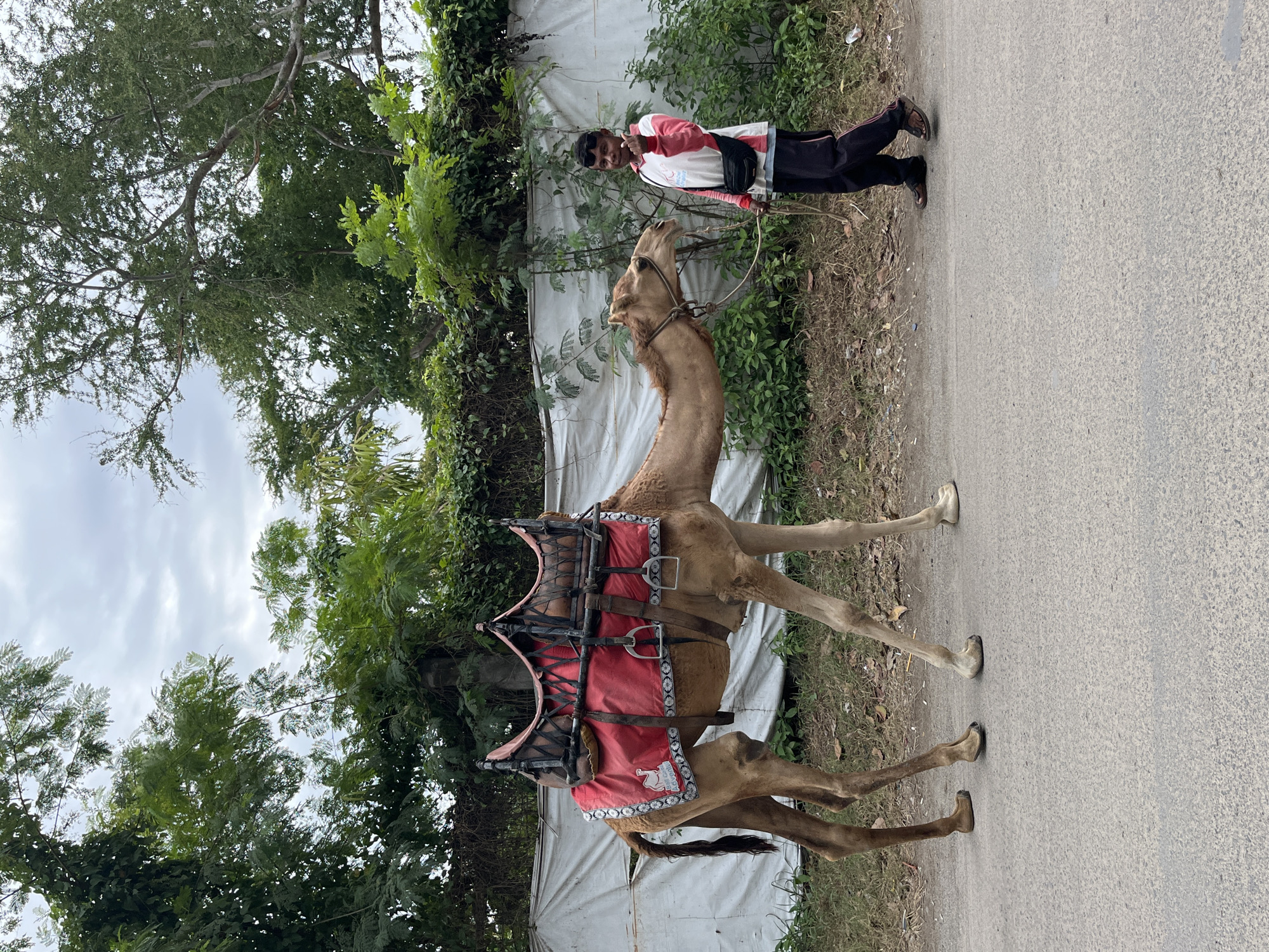 A camel is standing on an asphalt road next to a man. The camel is saddled with a red blanket, and the man is wearing sunglasses, a pink and white shirt, and black pants. The man is holding a rope attached to the camel. They are in an outdoor environment with trees and a white tarp in the background. The location is identified as Kuta, Indonesia.