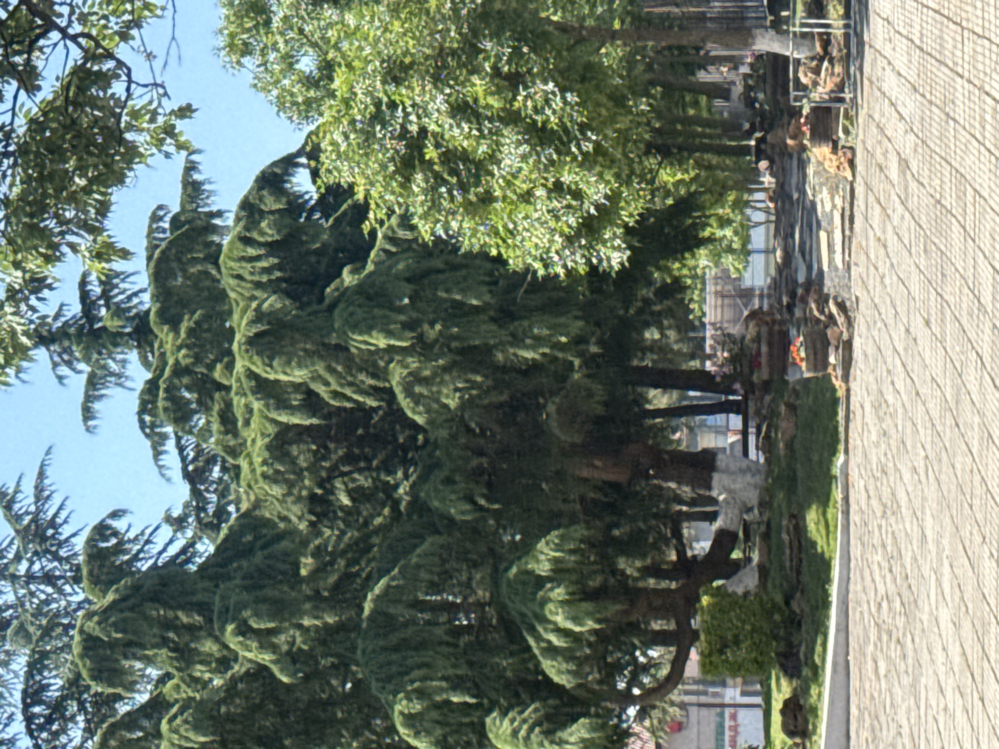 Here's a concise description of the image:
The image shows a cemetery located along a paved walkway. The pathway is made of light-colored bricks. The scene includes multiple gravestones, visible amongst the grass and trees. Some trees appear to be growing near the graves. Several flowers are placed near some gravestones. A dense canopy of green trees dominates the view, casting shadows across the cemetery. Buildings are seen in the background.