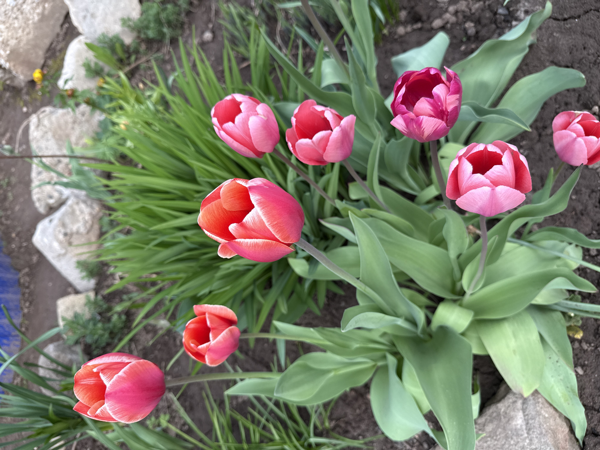 The image shows a cluster of blooming tulips in a garden setting. The tulips are predominantly red with white edges, and some appear to be more pink or maroon. The tulips are surrounded by green leaves and other plants, and the ground appears to be soil or mulch. Rocks are visible on the periphery of the image. The location is not specified.