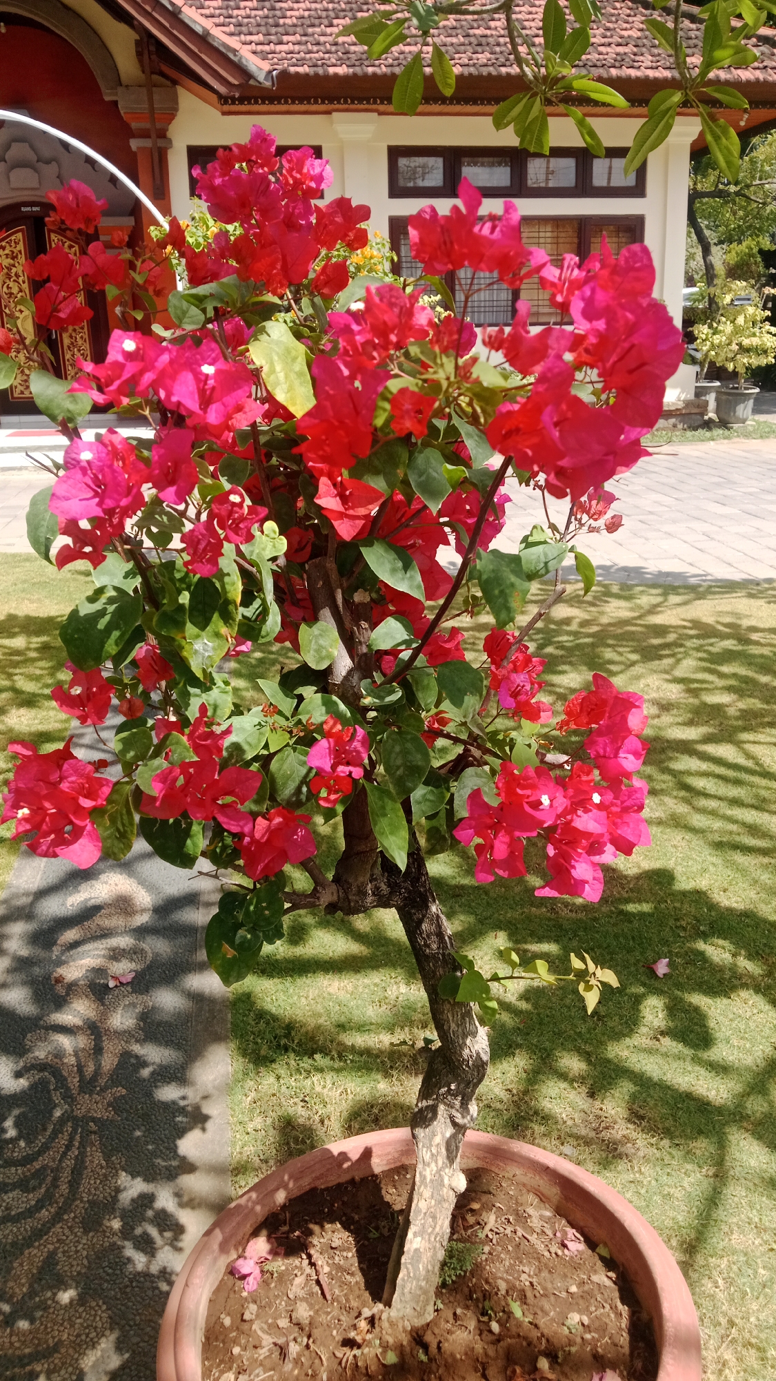 An outdoor, eye-level, medium shot captures a potted bougainvillea plant with vibrant pink and red bracts. The plant is positioned in front of a building with a tiled roof and white walls, featuring dark-framed windows. To the left of the plant, a decorative stone pathway is visible, with shadows cast by the leaves of the bougainvillea. The background consists of a grassy lawn with dappled sunlight. The scene is likely located in Denpasar, Indonesia, given the architectural style and tropical vegetation. No people are present in the image, and the focus is on the blooming plant and its surroundings.