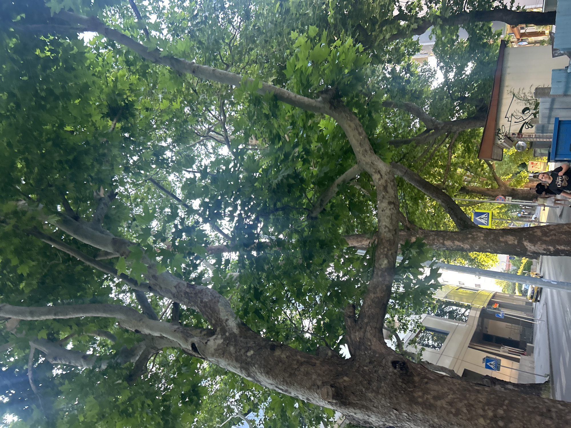 A low-angle shot captures the dense green canopy of trees lining a street, with glimpses of buildings and a yellow car in the background. The trees, with their thick, textured trunks and branches, dominate the frame, their leaves creating a dappled sunlight effect. A pedestrian crossing and traffic signs are visible on the paved street. Several people are walking on the sidewalk. The scene appears to be a sunny day in a city.