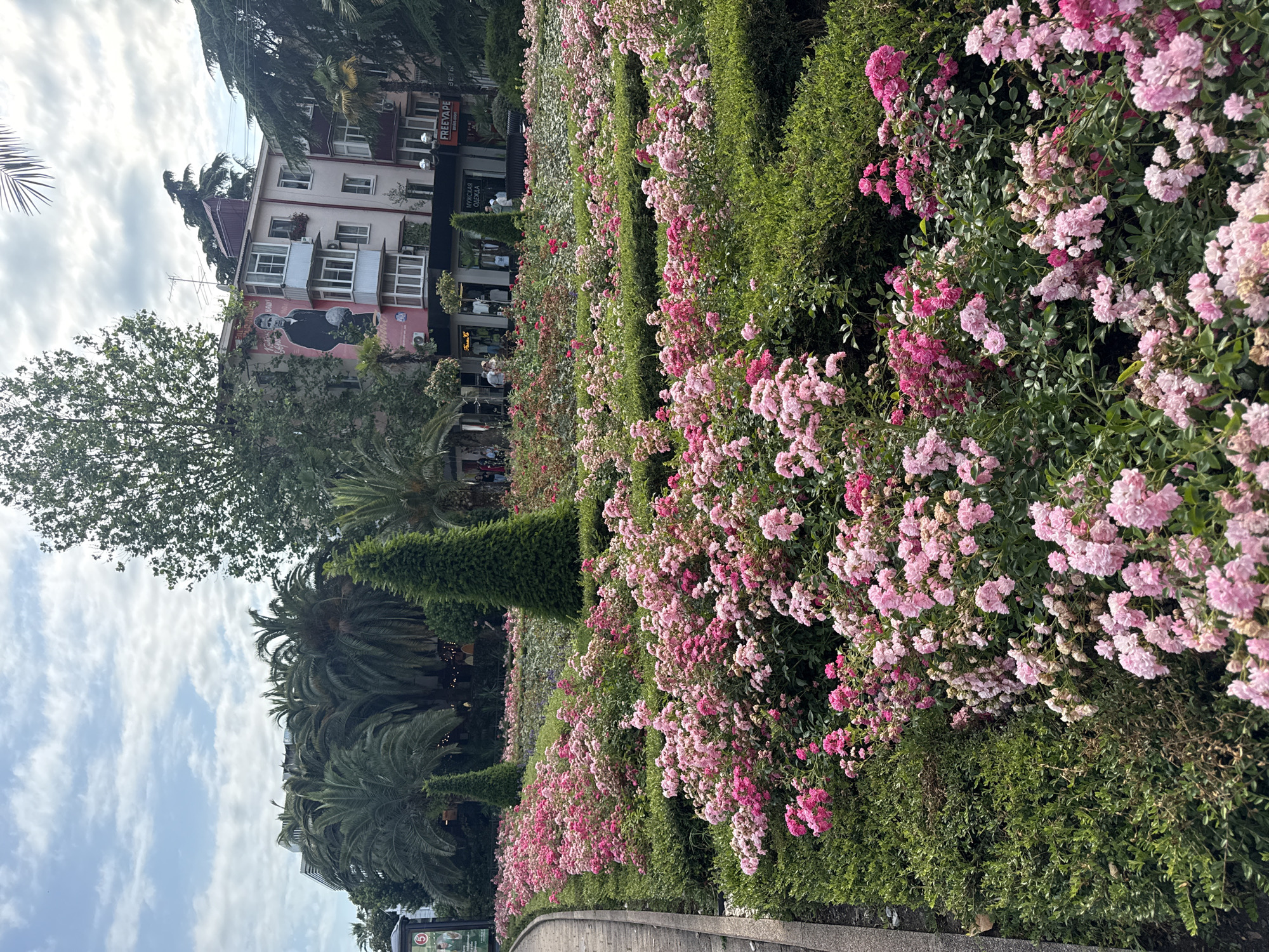 The image shows a street view in Sochi, Russia, characterized by a vibrant flower garden in the foreground. A paved walkway runs along the left side of the frame, bordering a meticulously maintained garden filled with an abundance of pink roses. The roses are in full bloom, creating a dense, colorful carpet that extends into the middle ground. Interspersed among the roses are trimmed green bushes and several conical evergreen trees, adding verticality to the landscape.
In the background, a multi-story building stands, its facade decorated with a large mural of a man. Several shops with awnings are visible at the base of the building, with signage indicating businesses like "FREEVAPE" and "МУЖСКАЯ ОДЕЖДА" (Men's Clothing). Palm trees and other lush vegetation frame the scene, suggesting a warm climate. A few people are present on the sidewalk in front of the shops and walking along the path in the distance. The sky above is partly cloudy. The overall impression is that of a well-kept urban park or public garden area in a city known for its pleasant climate.